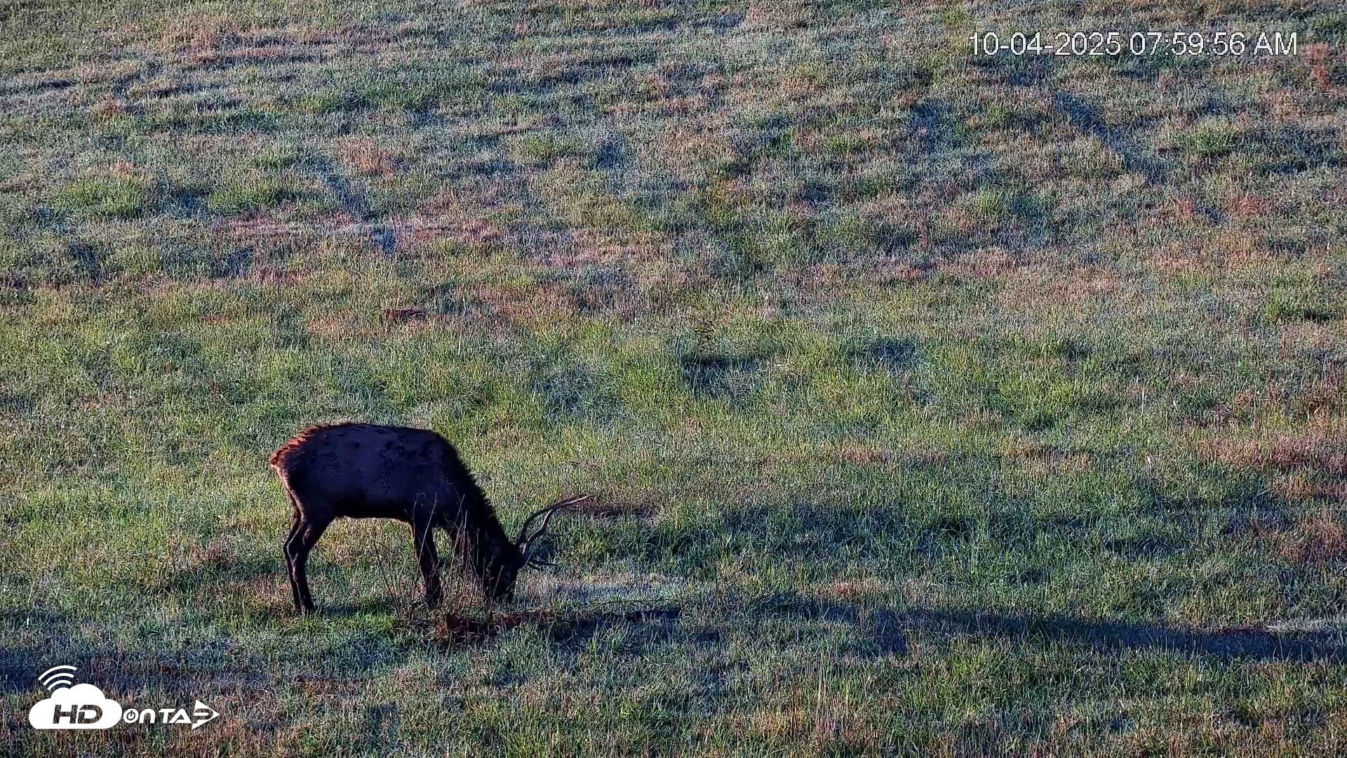 Snapshot of Virginia Elk Live Webcam taken Oct 4, 2025, 8:00am EDT