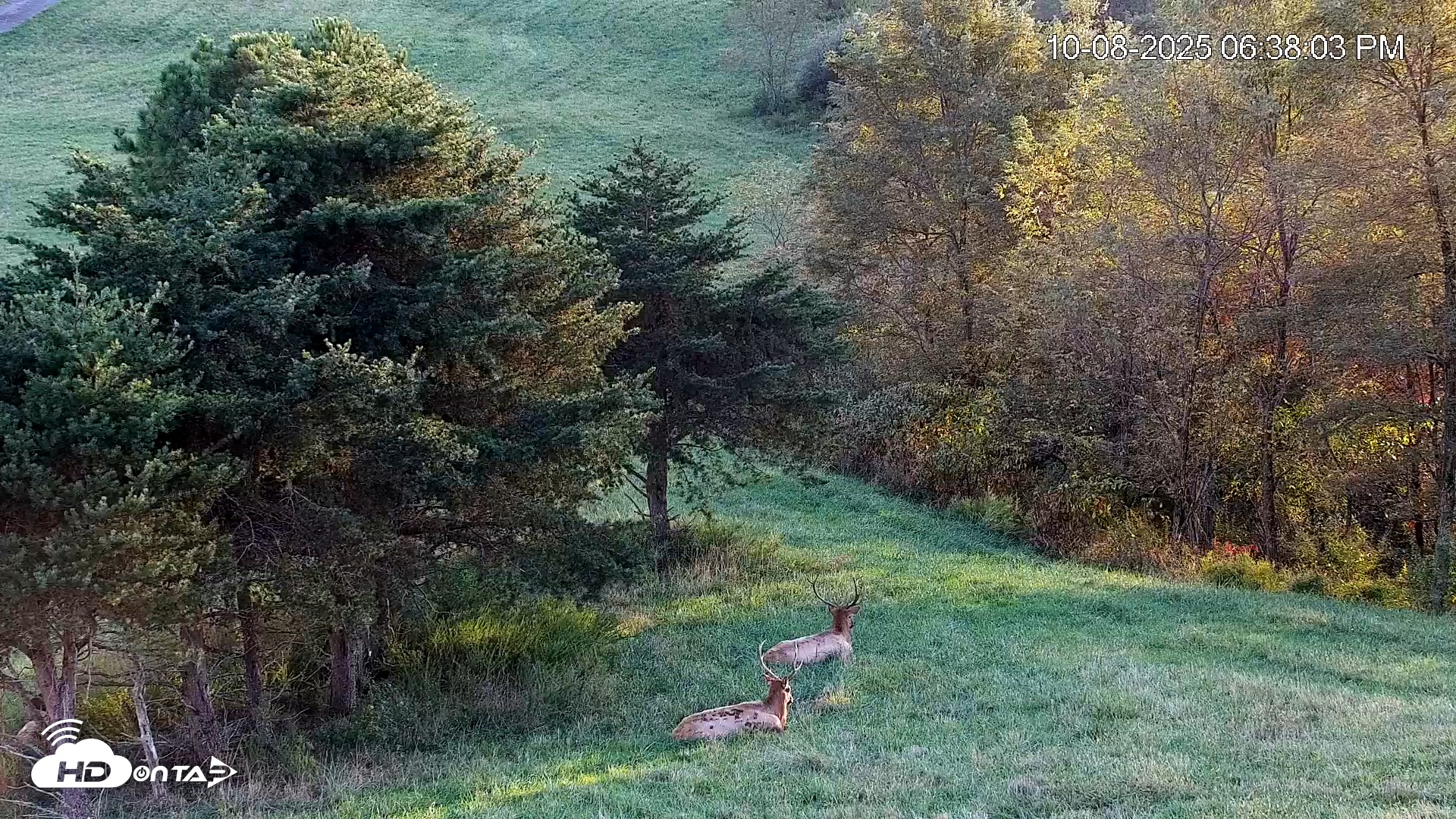 Snapshot of Virginia Elk Live Webcam taken Oct 8, 2025, 6:38pm EDT