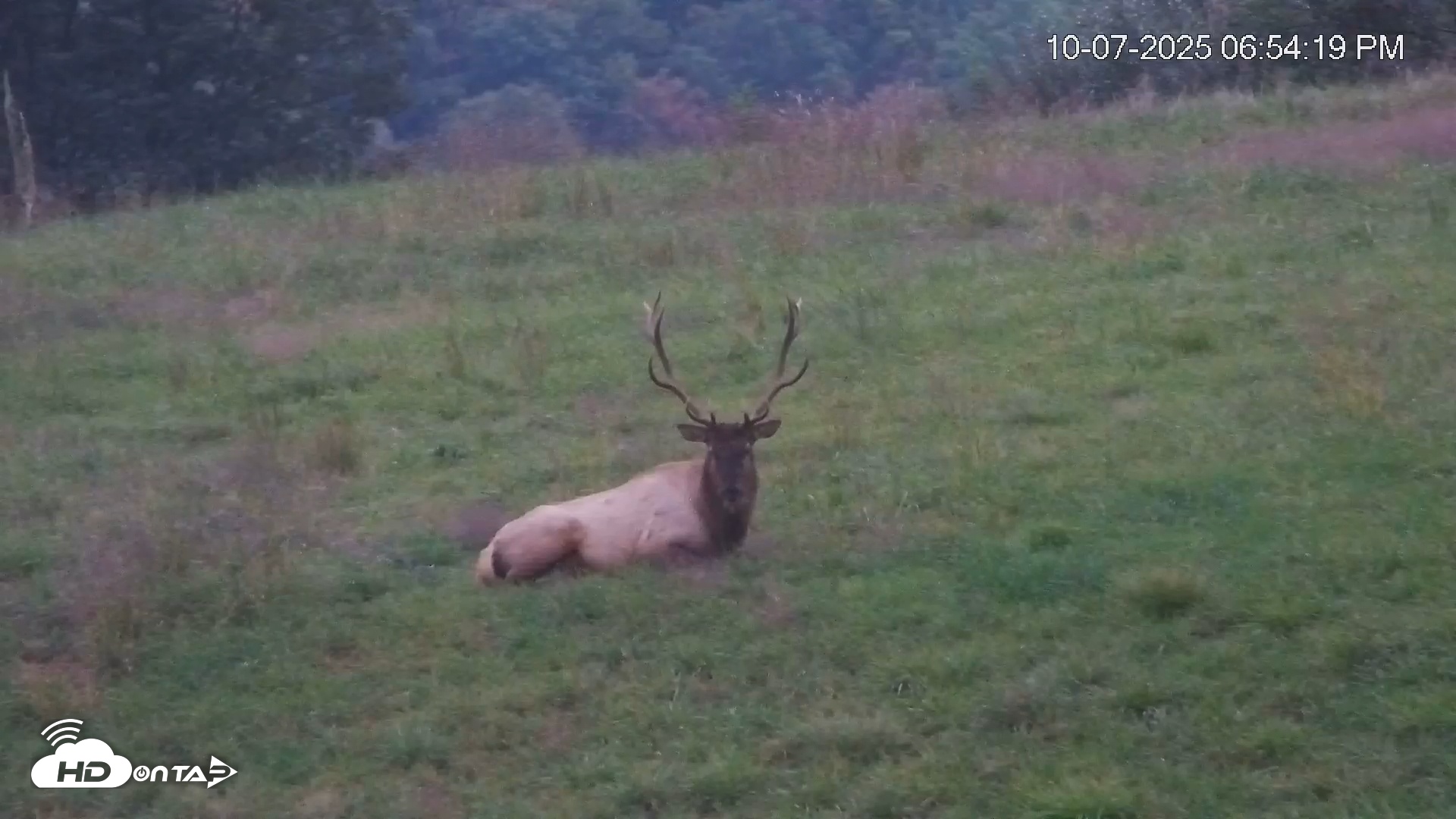Snapshot of Virginia Elk Live Webcam taken Oct 7, 2025, 6:54pm EDT