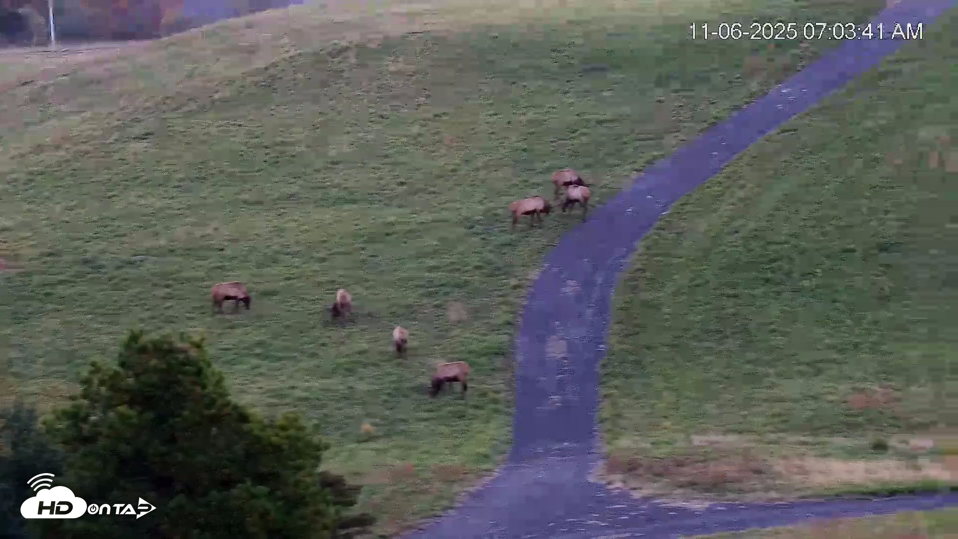 Snapshot of Virginia Elk Live Webcam taken Nov 6, 2025, 7:04am EST