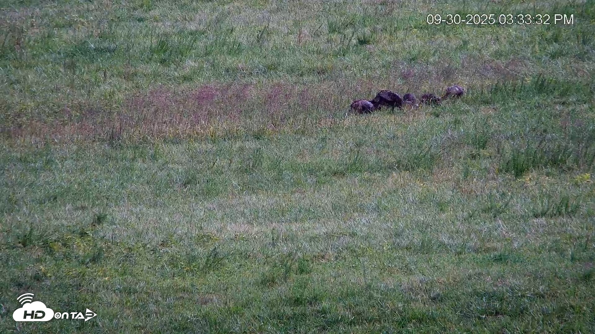 Snapshot of Virginia Elk Live Webcam taken Sep 30, 2025, 3:34pm EDT