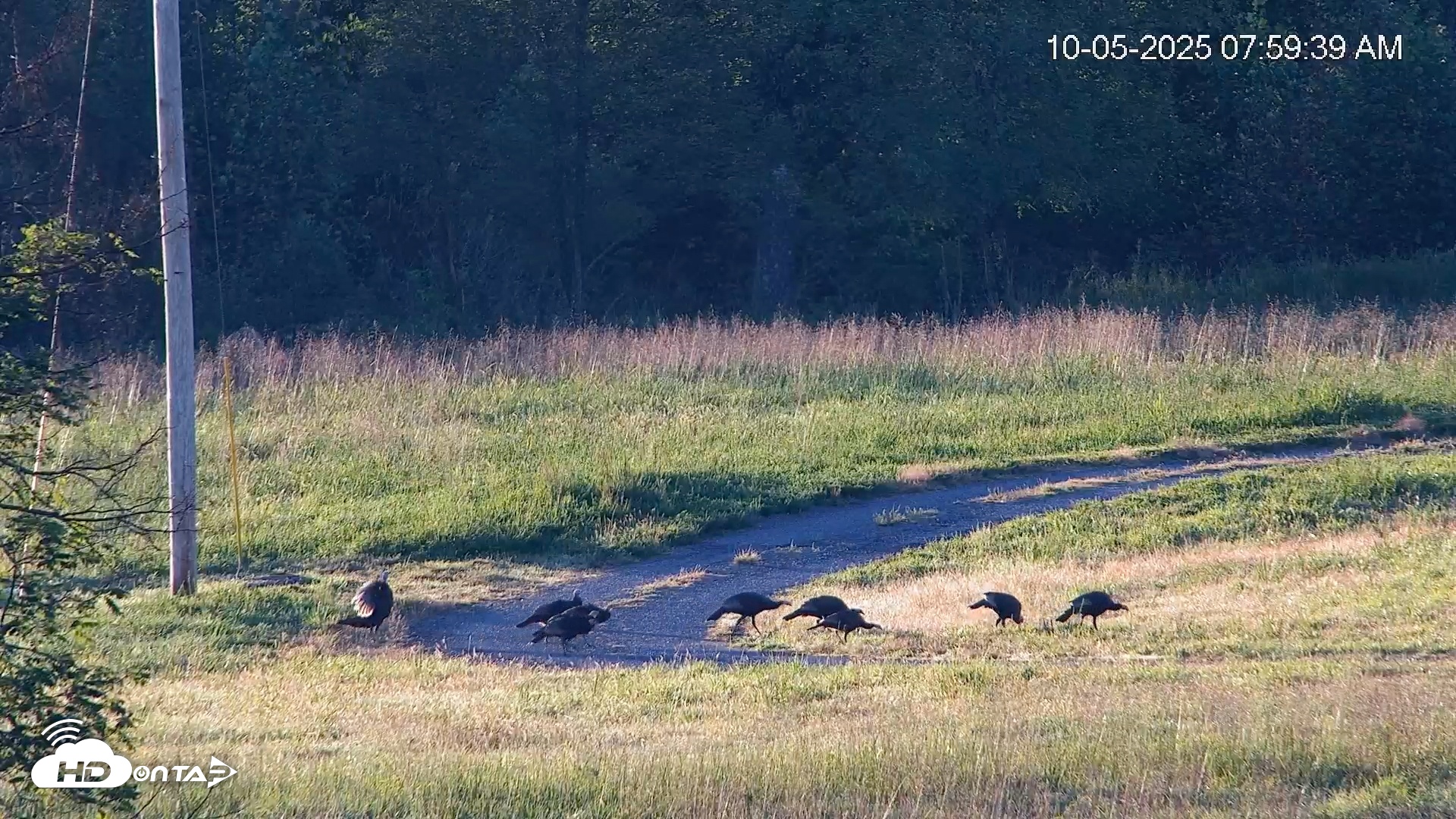 Snapshot of Virginia Elk Live Webcam taken Oct 5, 2025, 8:00am EDT