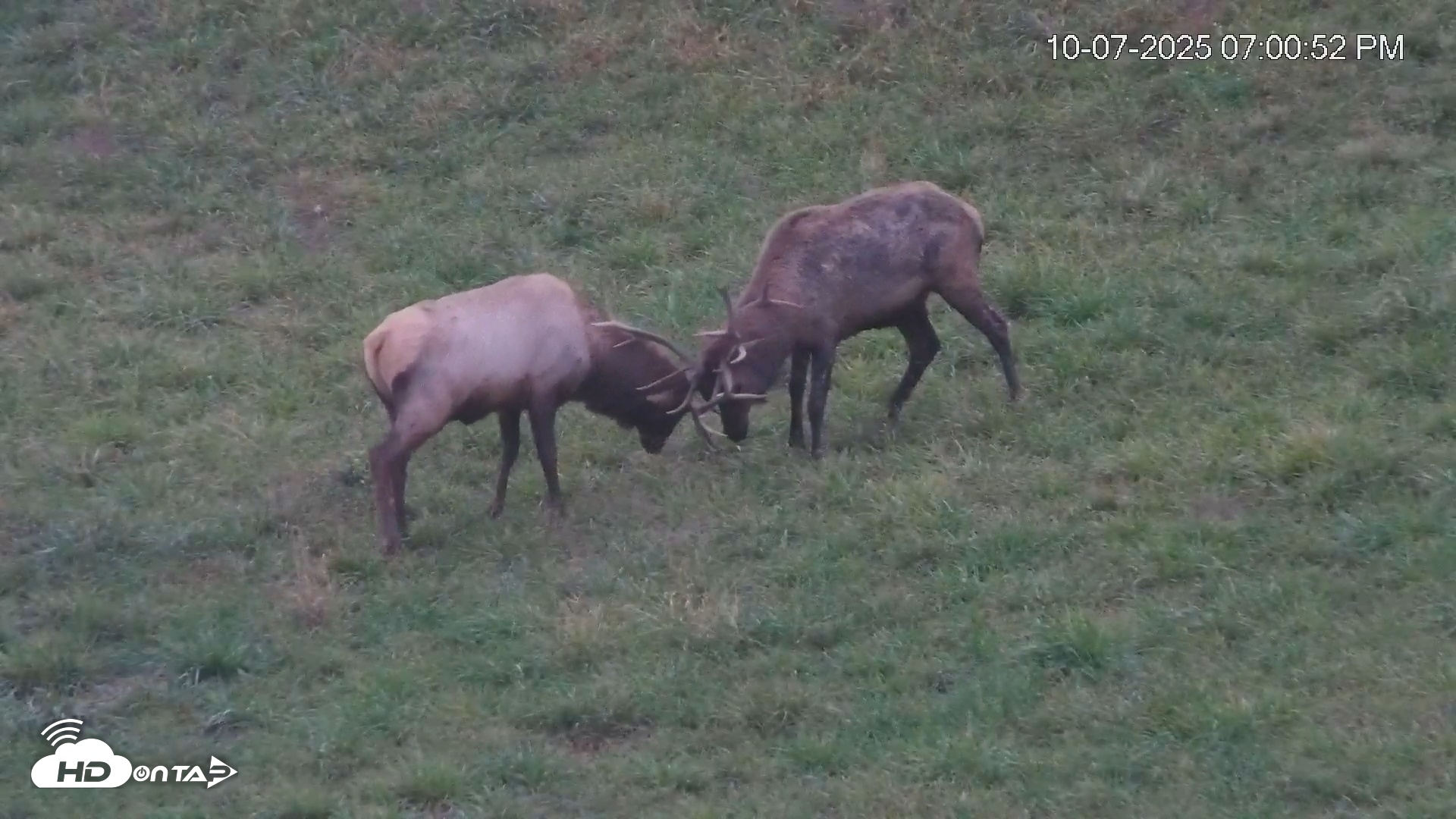 Snapshot of Virginia Elk Live Webcam taken Oct 7, 2025, 7:01pm EDT