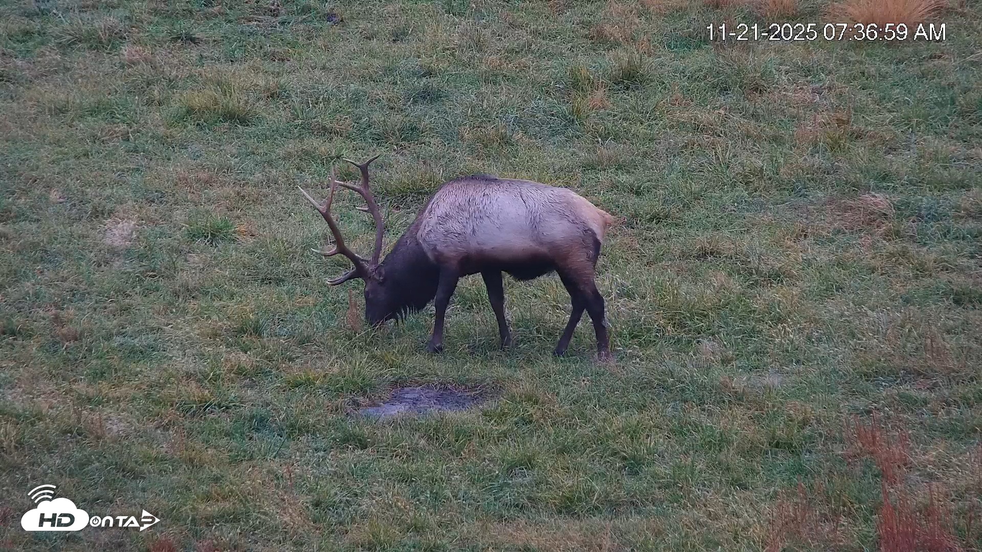 Snapshot of Virginia Elk Live Webcam taken Nov 21, 2025, 7:37am EST