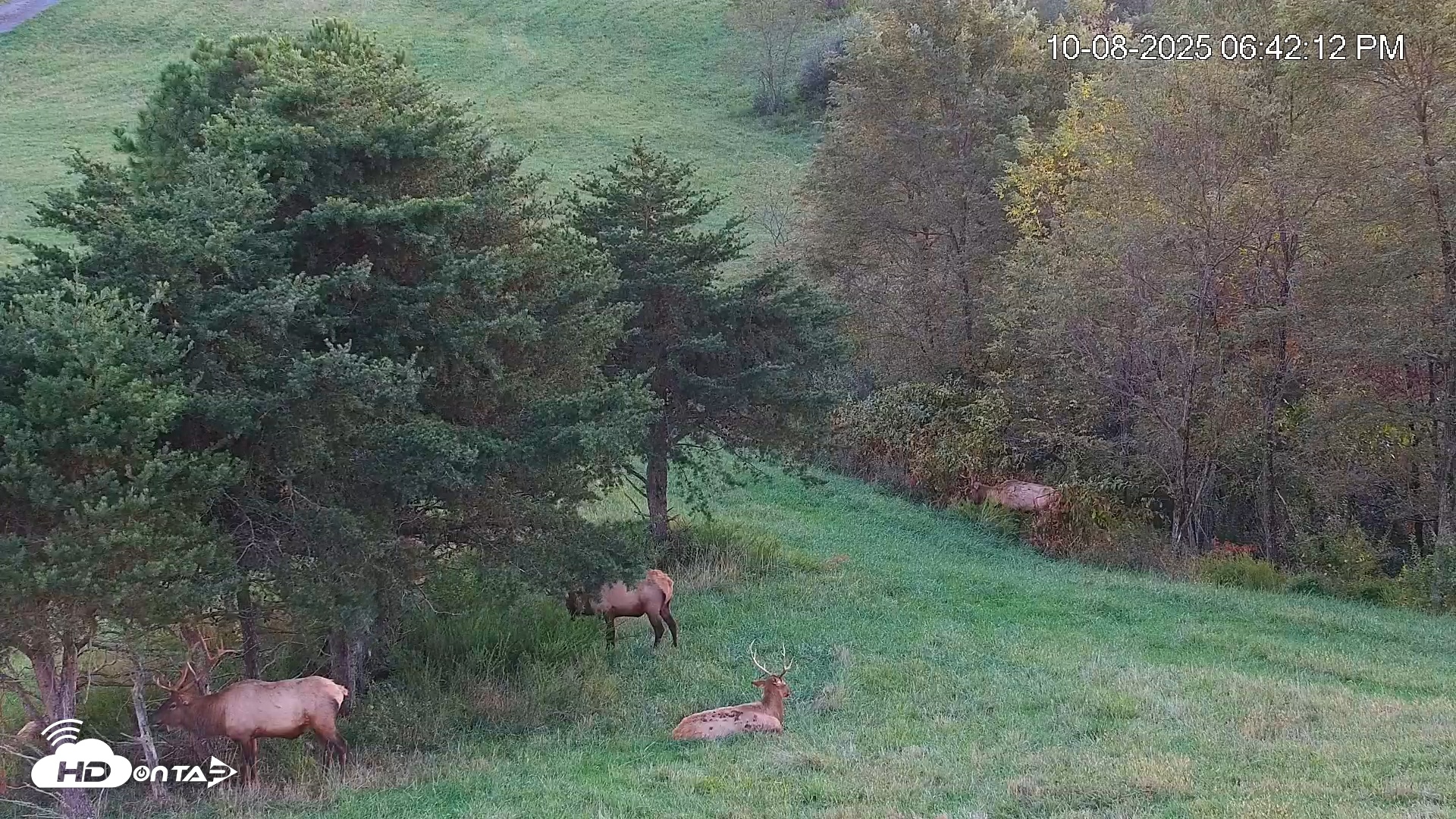Snapshot of Virginia Elk Live Webcam taken Oct 8, 2025, 6:42pm EDT