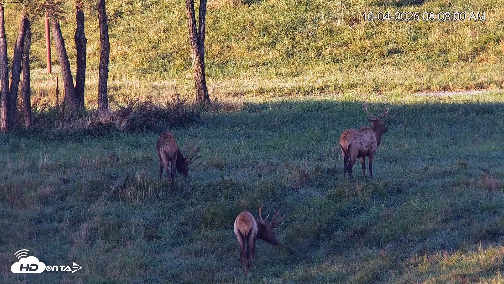 Snapshot of Virginia Elk Live Webcam taken Oct 4, 2025, 8:08am EDT