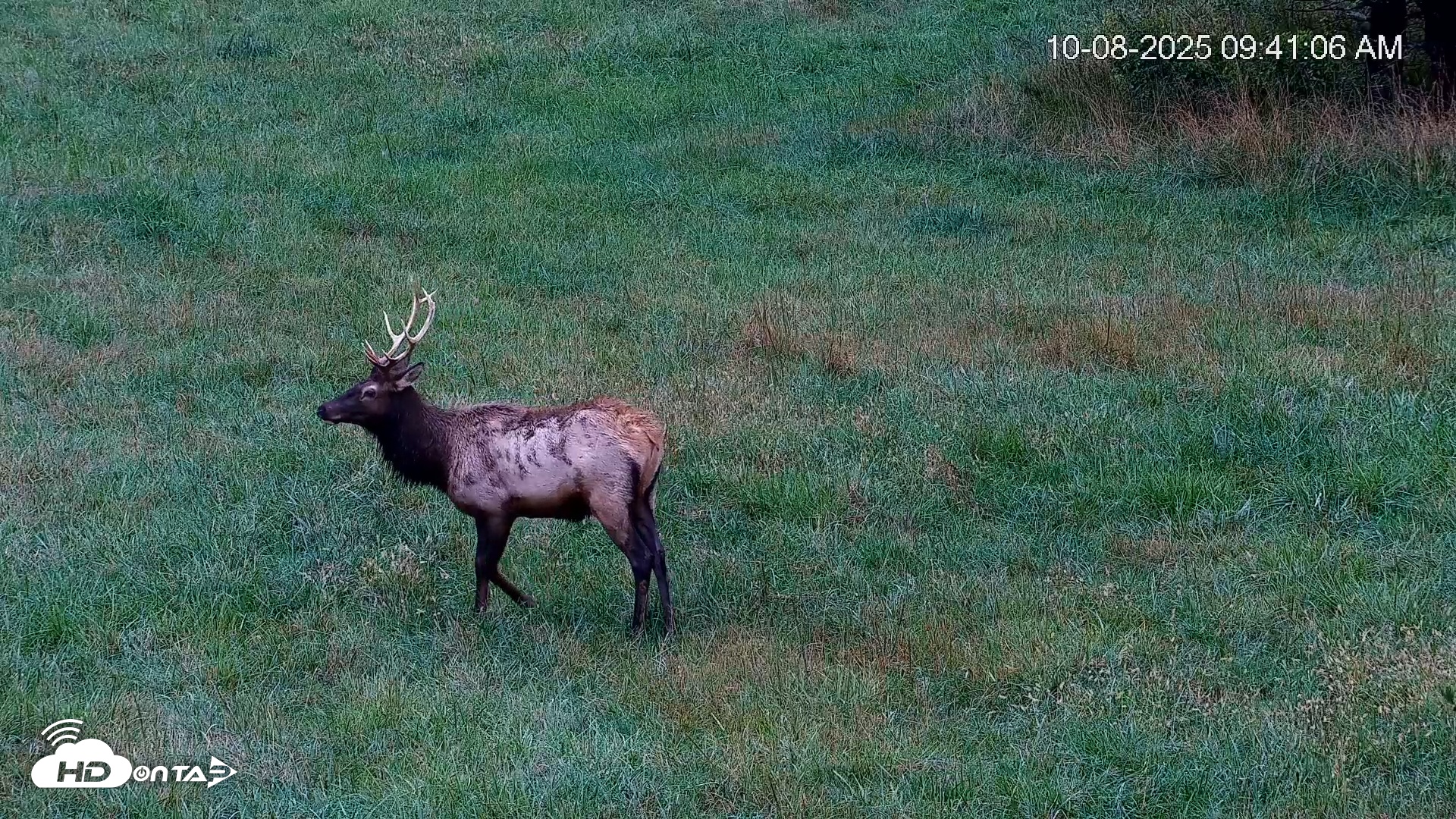 Snapshot of Virginia Elk Live Webcam taken Oct 8, 2025, 9:41am EDT