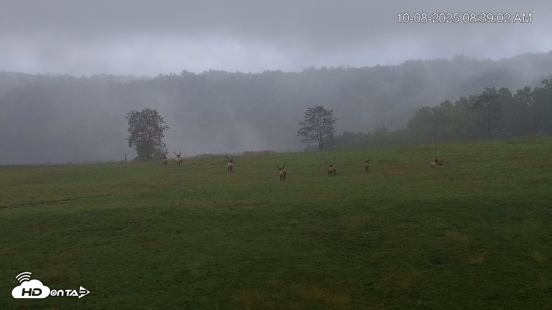 Snapshot of Virginia Elk Live Webcam taken Oct 8, 2025, 8:39am EDT