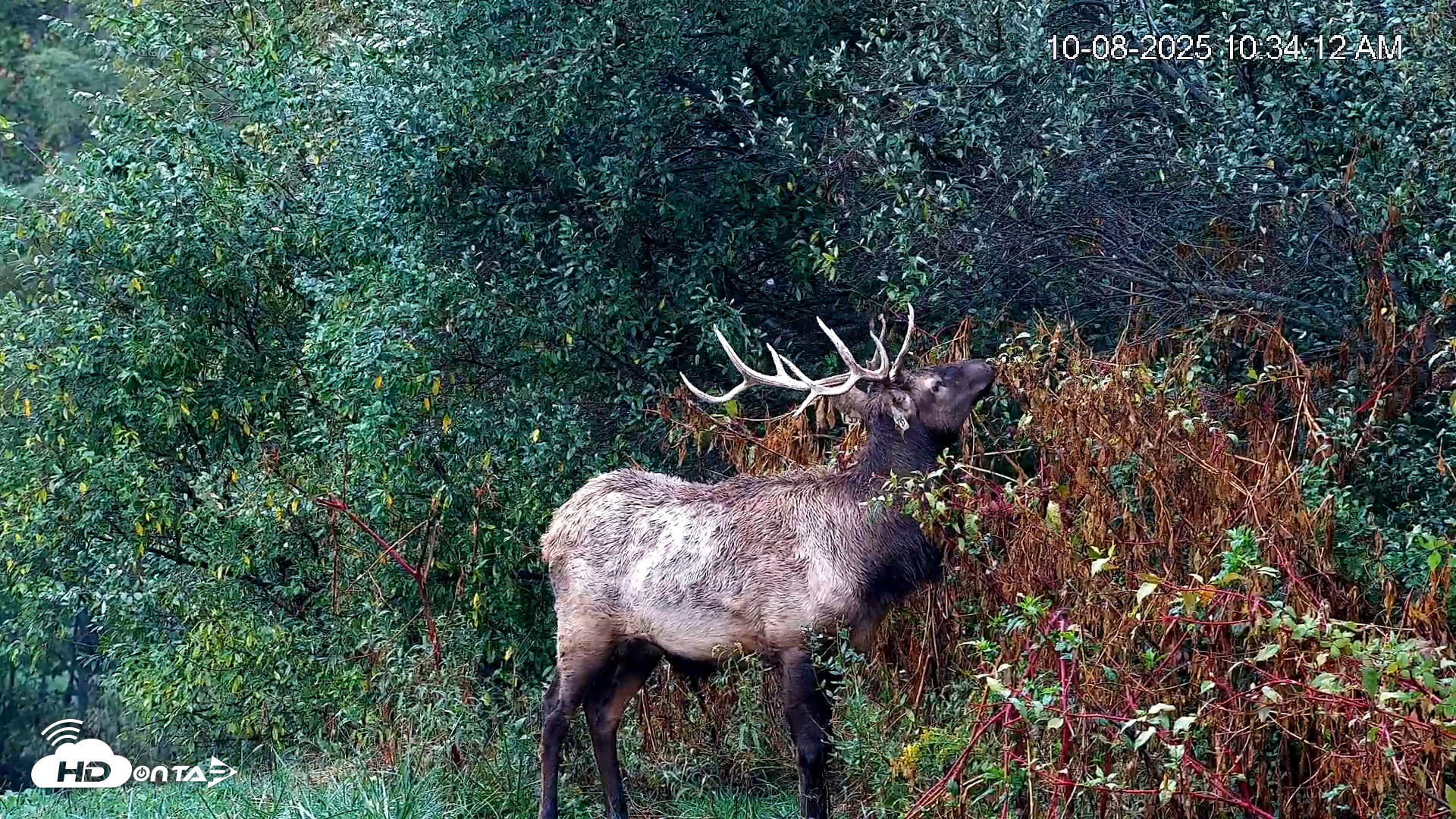Snapshot of Virginia Elk Live Webcam taken Oct 8, 2025, 10:34am EDT