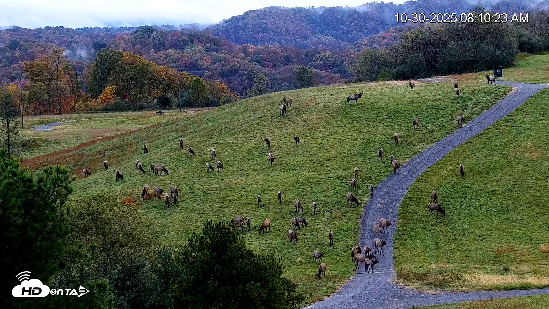 Snapshot of Virginia Elk Live Webcam taken Oct 30, 2025, 8:11am EDT