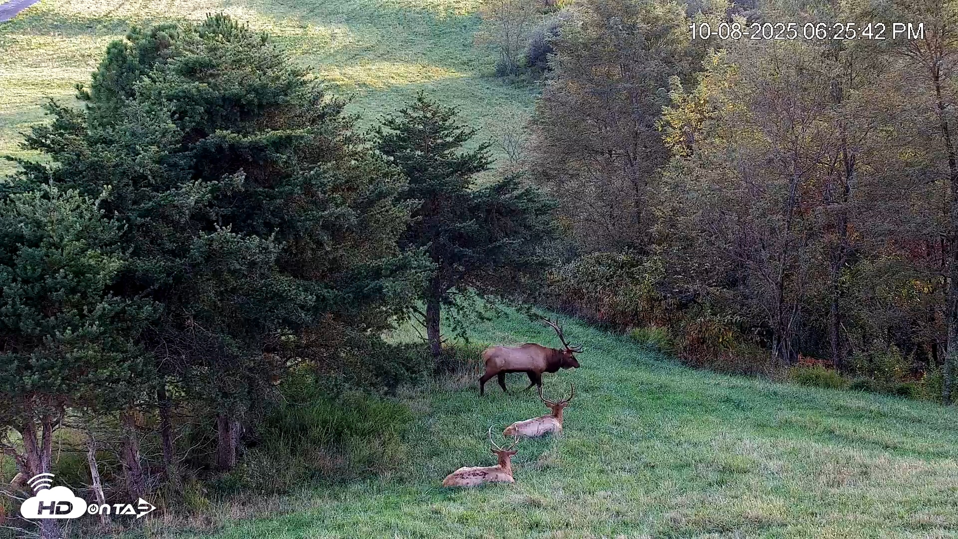 Snapshot of Virginia Elk Live Webcam taken Oct 8, 2025, 6:26pm EDT