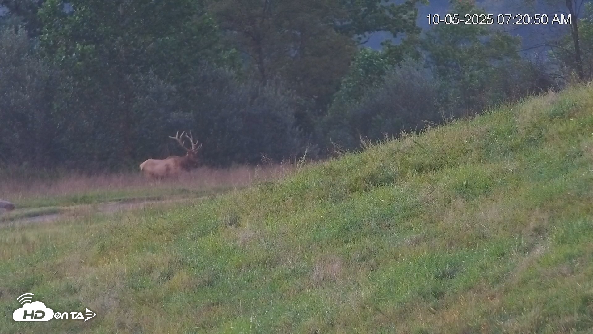 Snapshot of Virginia Elk Live Webcam taken Oct 5, 2025, 7:21am EDT