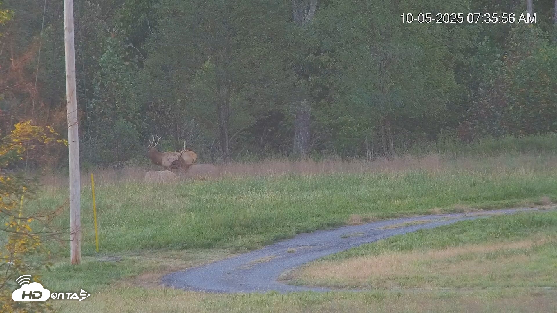 Snapshot of Virginia Elk Live Webcam taken Oct 5, 2025, 7:36am EDT