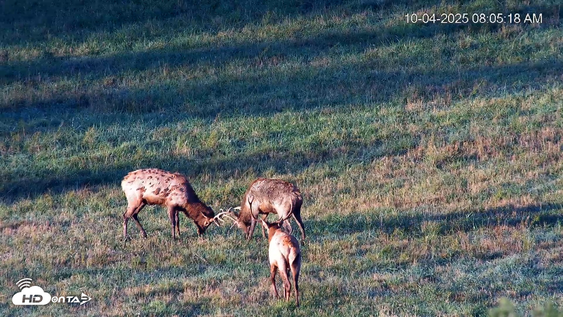 Snapshot of Virginia Elk Live Webcam taken Oct 4, 2025, 8:05am EDT