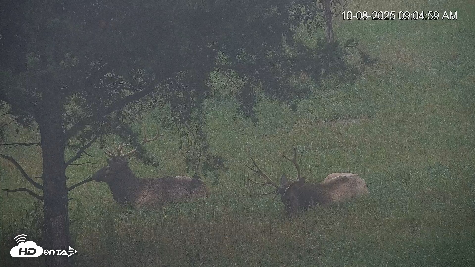 Snapshot of Virginia Elk Live Webcam taken Oct 8, 2025, 9:05am EDT