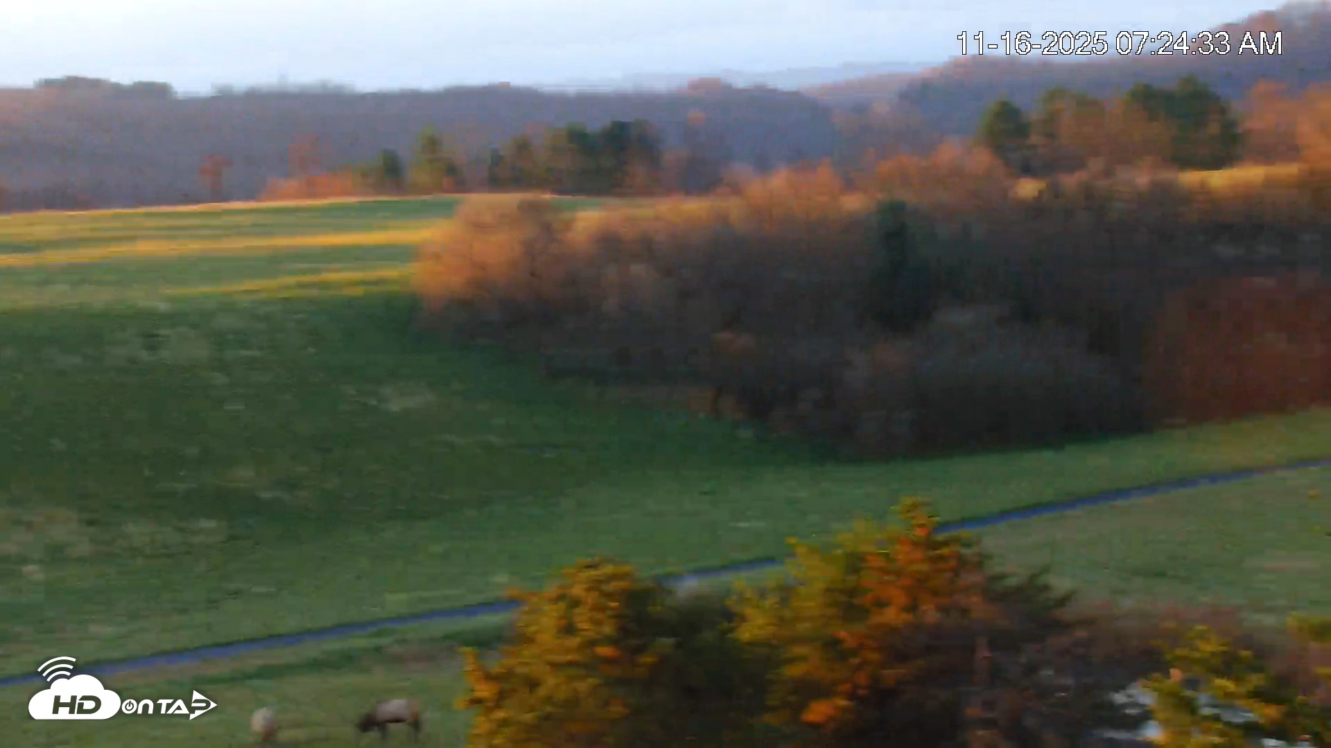 Snapshot of Virginia Elk Live Webcam taken Nov 16, 2025, 7:25am EST