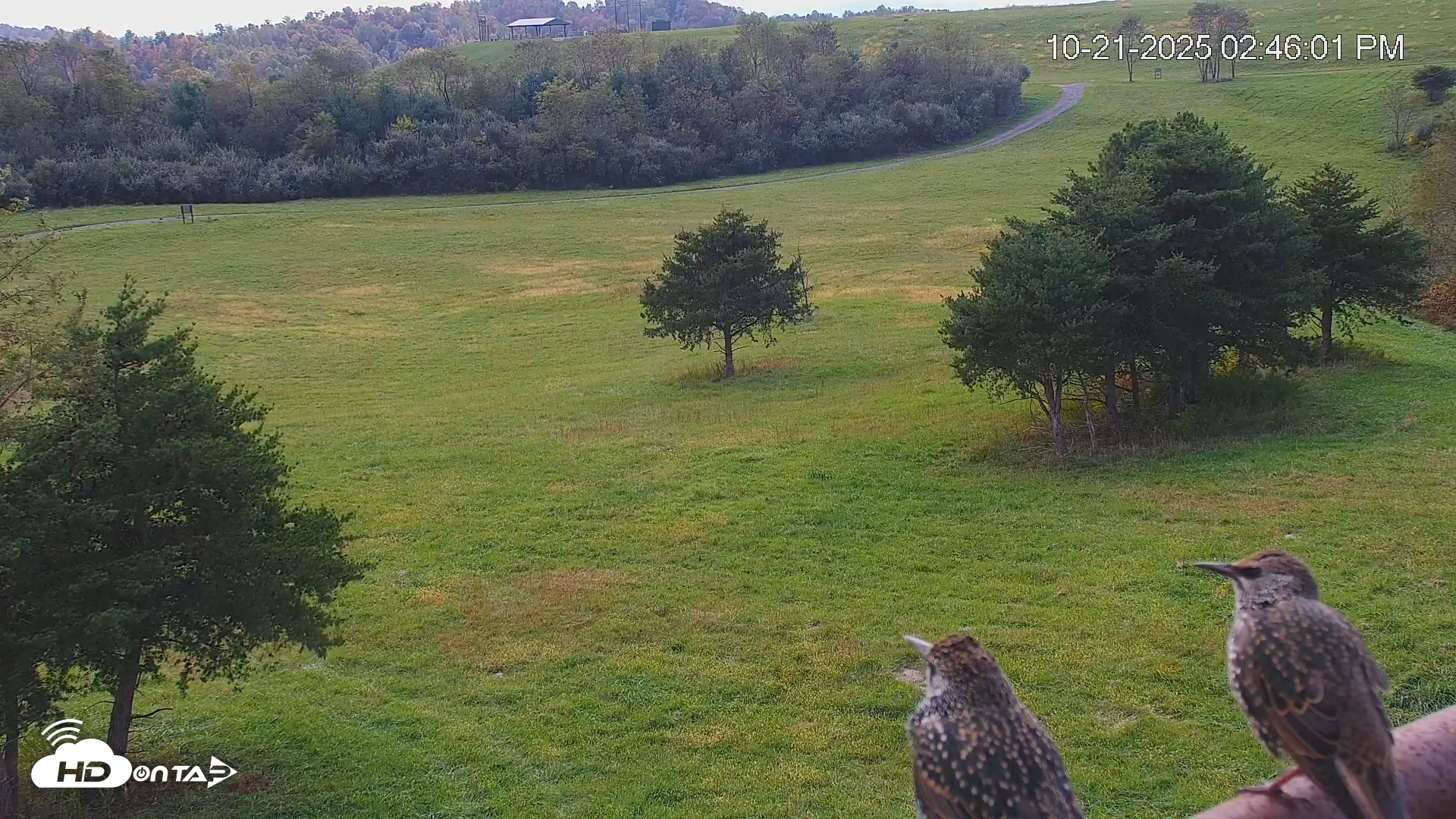 Snapshot of Virginia Elk Live Webcam taken Oct 21, 2025, 2:46pm EDT