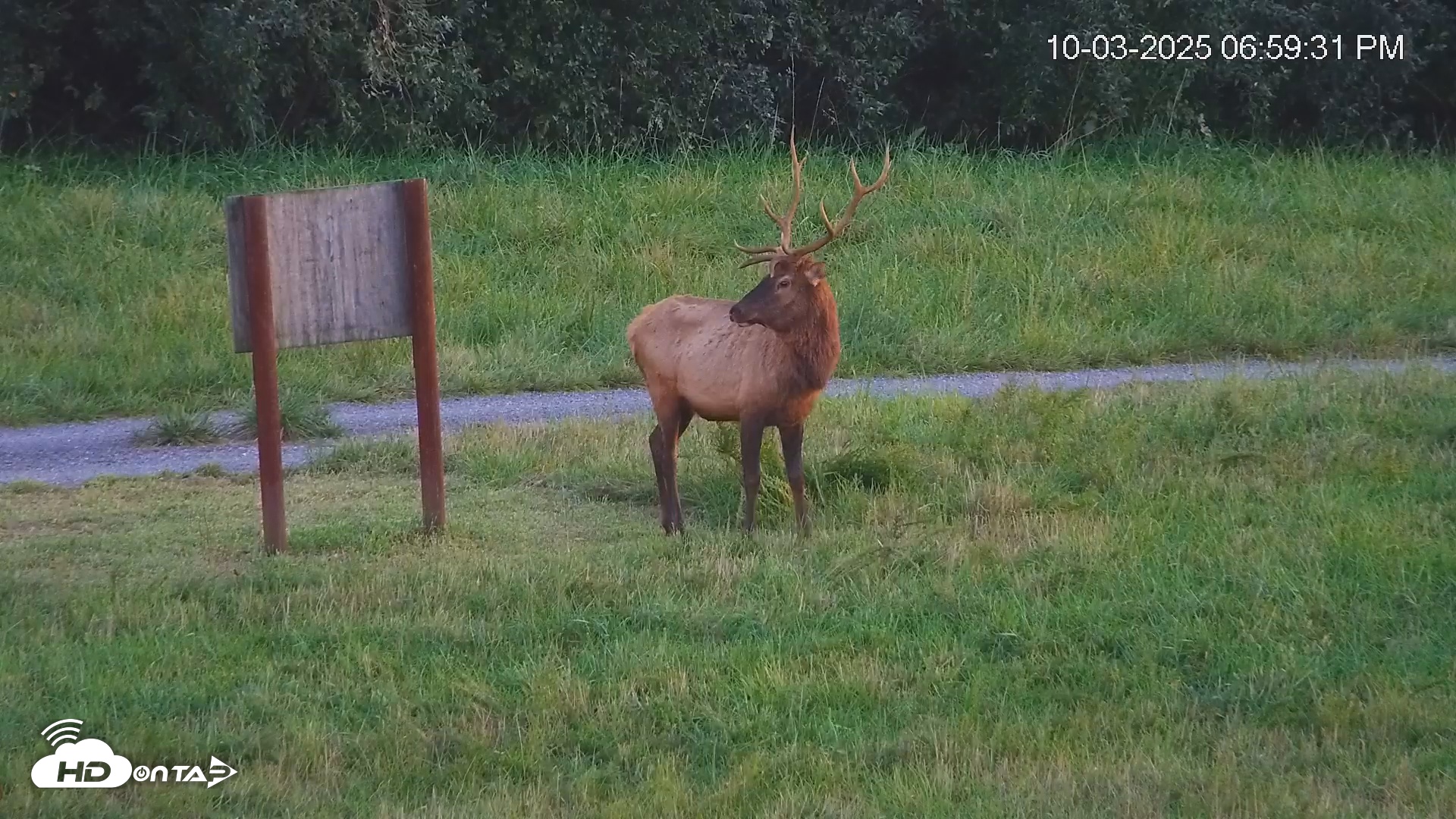 Snapshot of Virginia Elk Live Webcam taken Oct 3, 2025, 7:00pm EDT