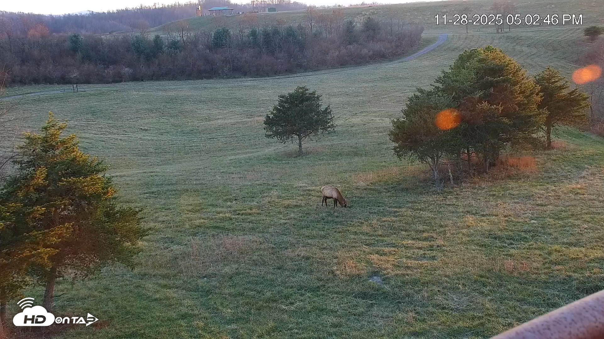 Snapshot of Virginia Elk Live Webcam taken Nov 28, 2025, 5:03pm EST