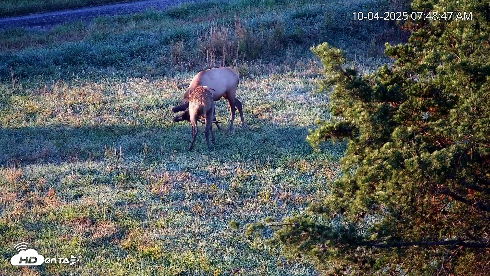 Snapshot of Virginia Elk Live Webcam taken Oct 4, 2025, 7:49am EDT