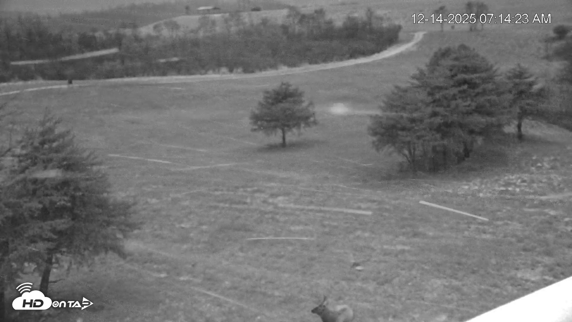Snapshot of Virginia Elk Live Webcam taken Dec 14, 2025, 7:15am EST