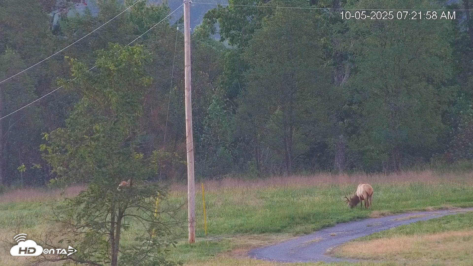 Snapshot of Virginia Elk Live Webcam taken Oct 5, 2025, 7:22am EDT