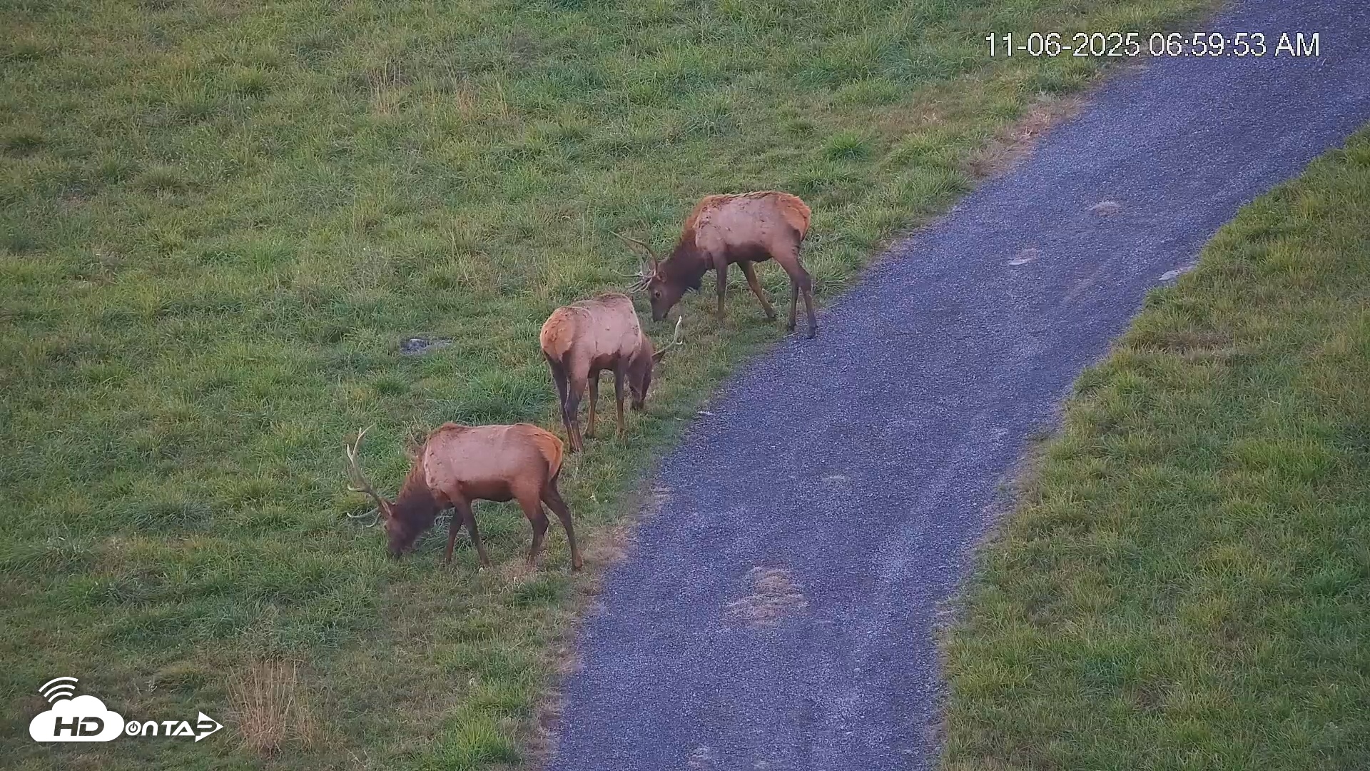 Snapshot of Virginia Elk Live Webcam taken Nov 6, 2025, 7:00am EST