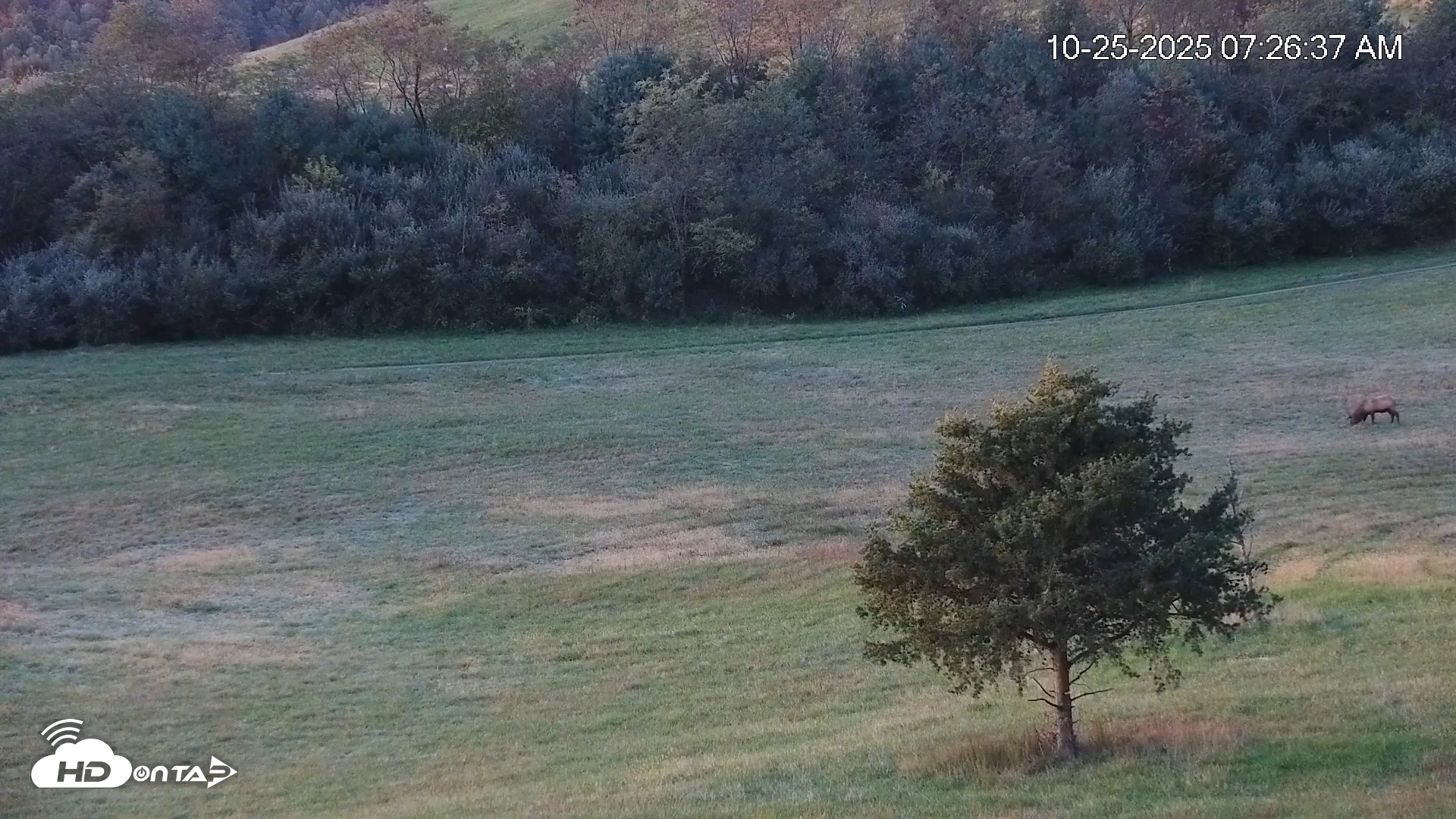 Snapshot of Virginia Elk Live Webcam taken Oct 25, 2025, 7:27am EDT