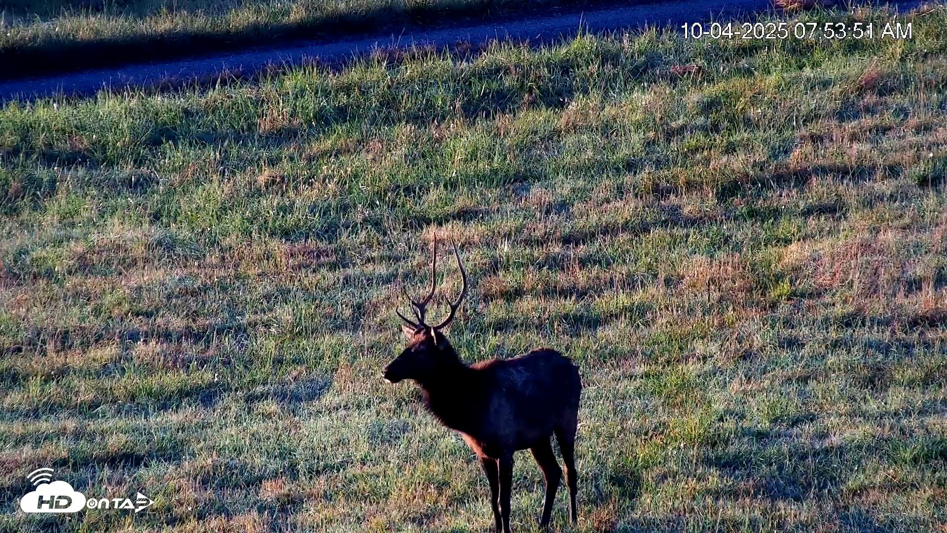 Snapshot of Virginia Elk Live Webcam taken Oct 4, 2025, 7:54am EDT