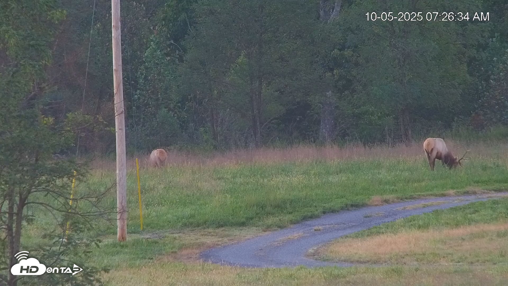 Snapshot of Virginia Elk Live Webcam taken Oct 5, 2025, 7:27am EDT