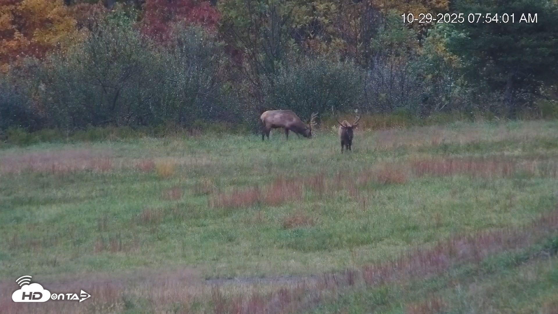 Snapshot of Virginia Elk Live Webcam taken Oct 29, 2025, 7:54am EDT