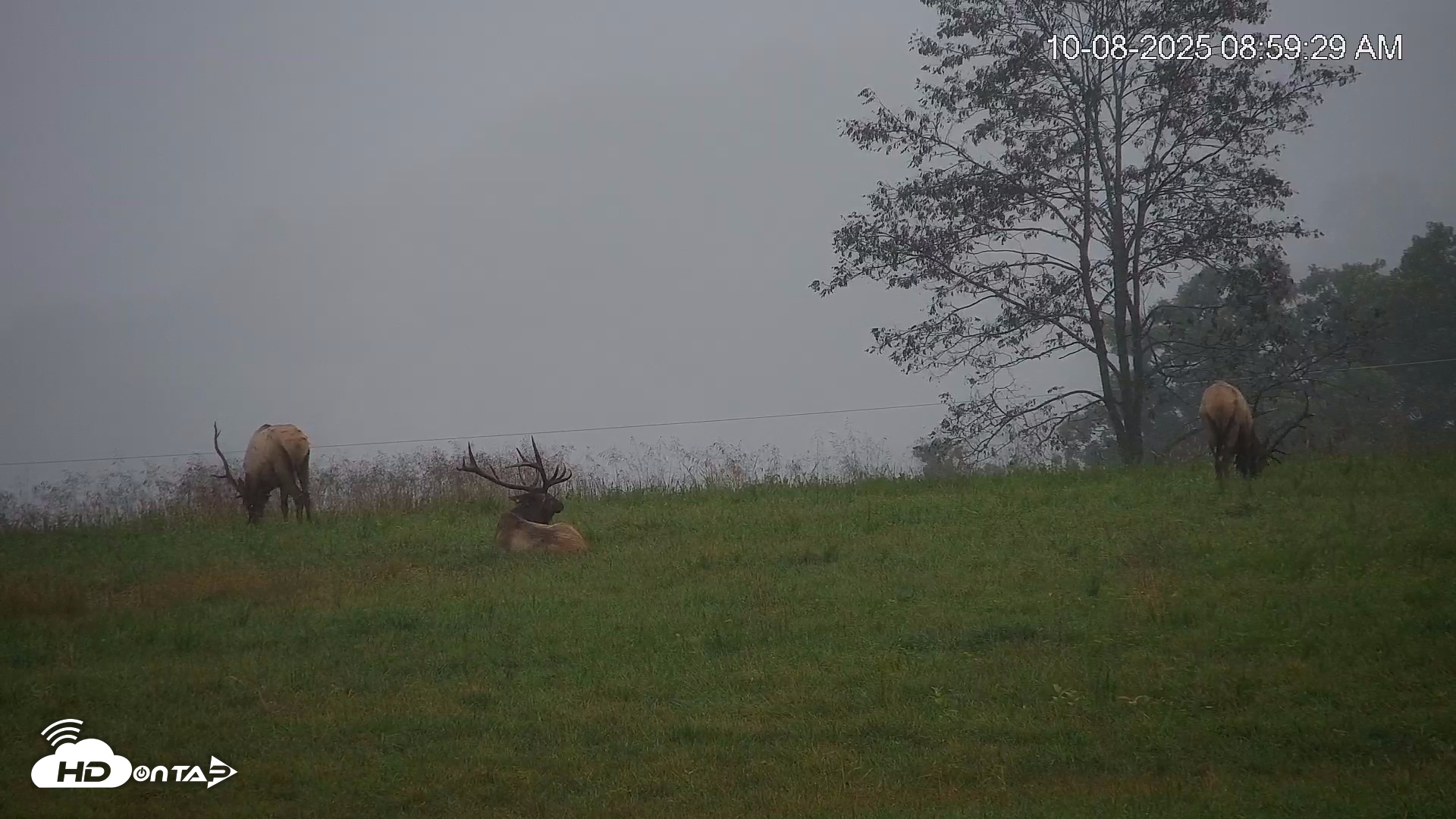Snapshot of Virginia Elk Live Webcam taken Oct 8, 2025, 9:00am EDT