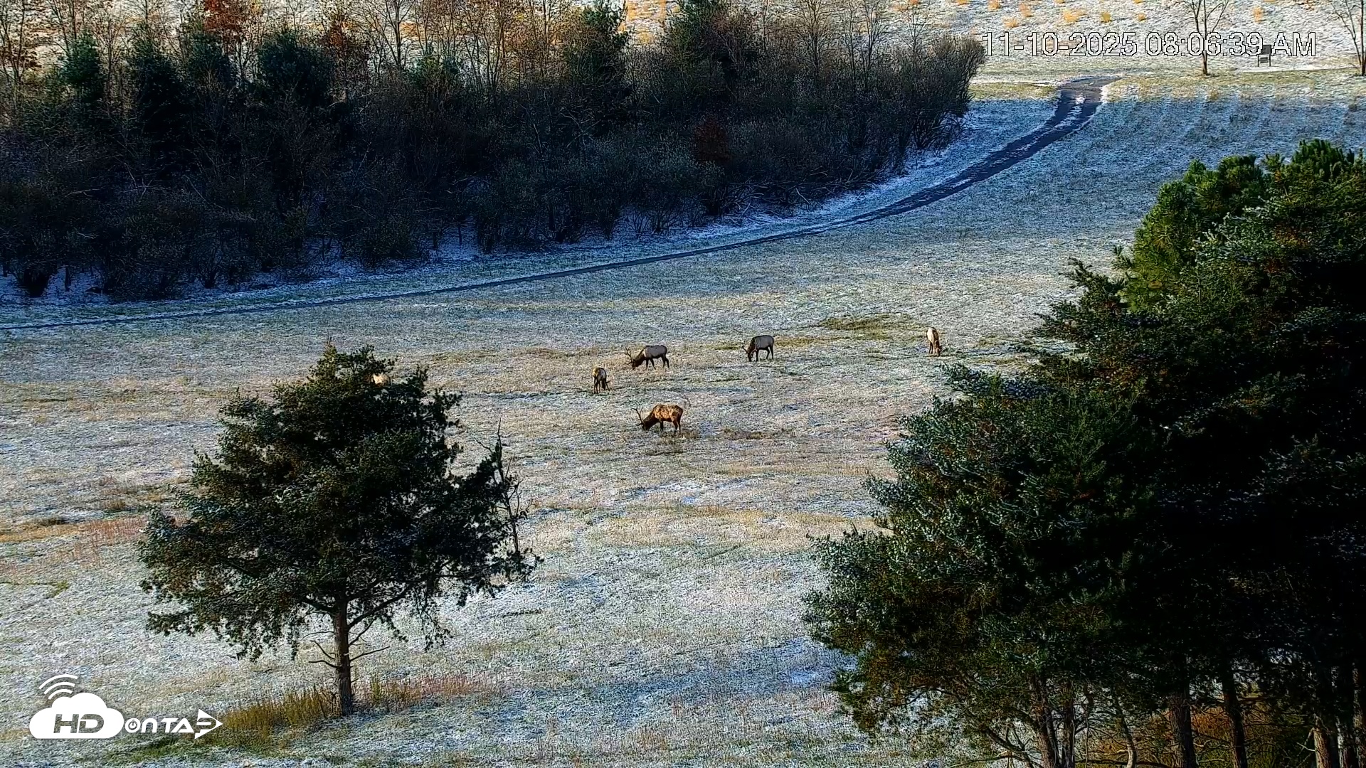 Snapshot of Virginia Elk Live Webcam taken Nov 10, 2025, 8:07am EST
