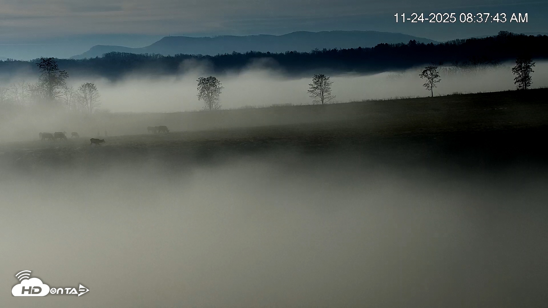 Snapshot of Virginia Elk Live Webcam taken Nov 24, 2025, 8:38am EST