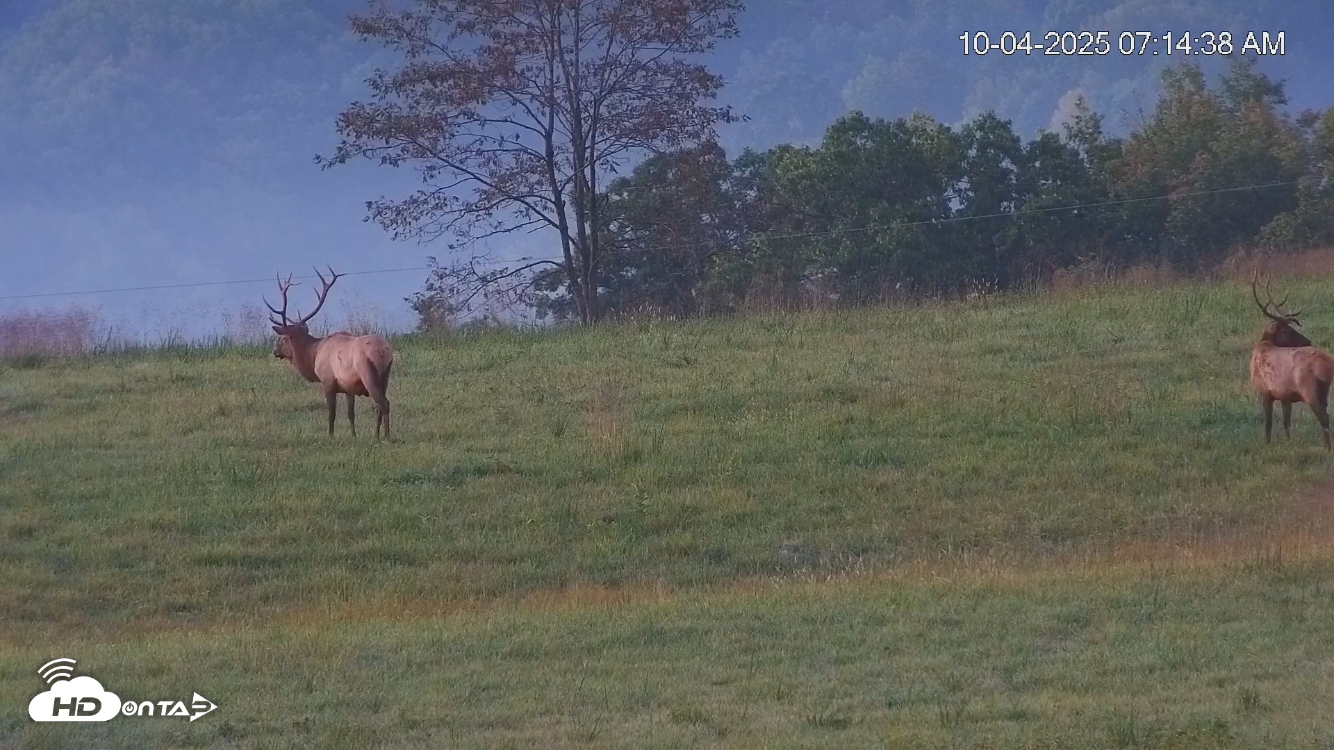 Snapshot of Virginia Elk Live Webcam taken Oct 4, 2025, 7:15am EDT