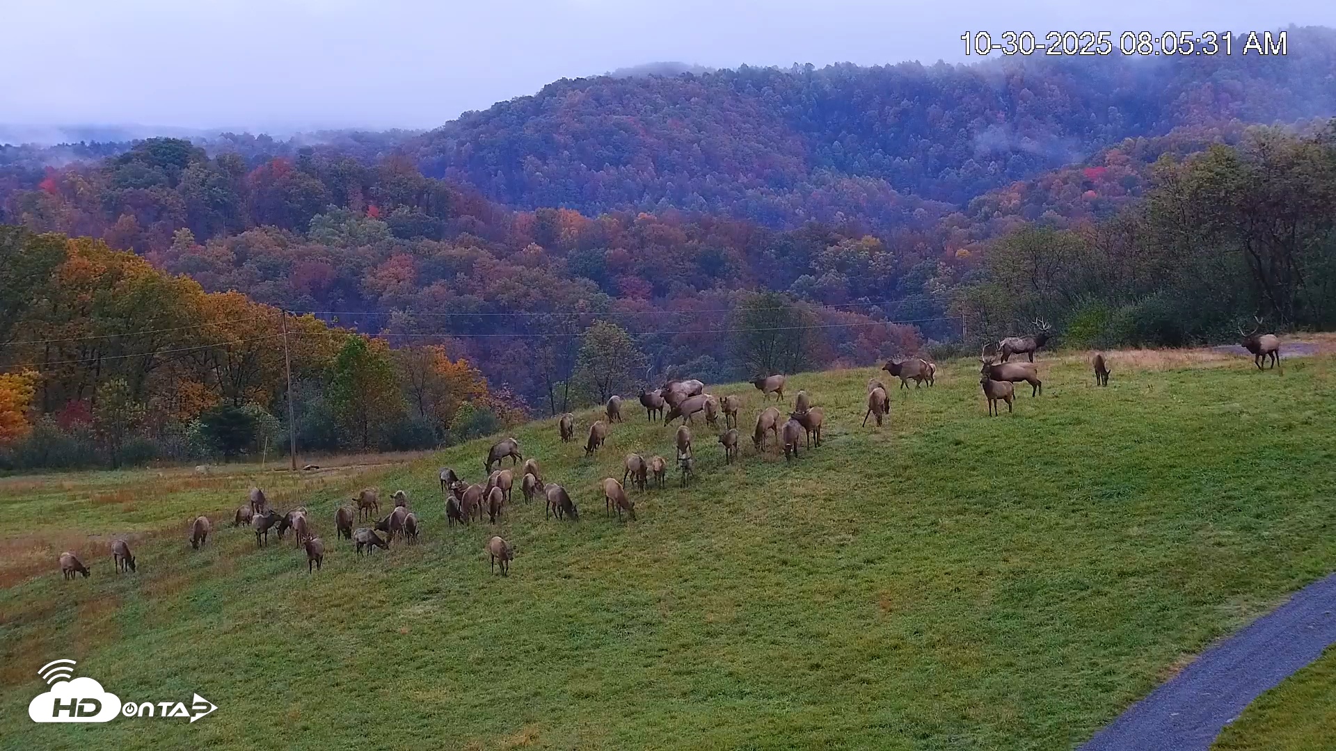 Snapshot of Virginia Elk Live Webcam taken Oct 30, 2025, 8:06am EDT
