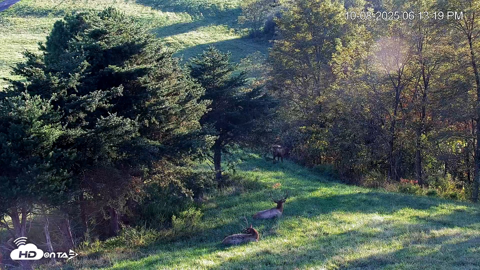 Snapshot of Virginia Elk Live Webcam taken Oct 8, 2025, 6:13pm EDT