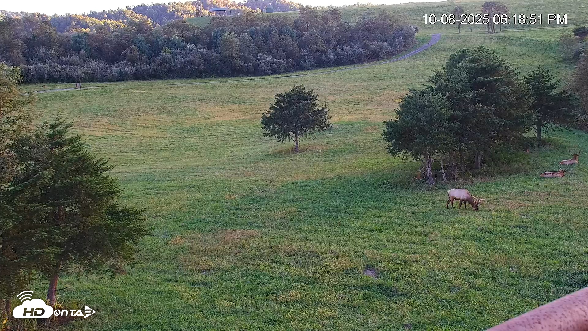 Snapshot of Virginia Elk Live Webcam taken Oct 8, 2025, 6:19pm EDT