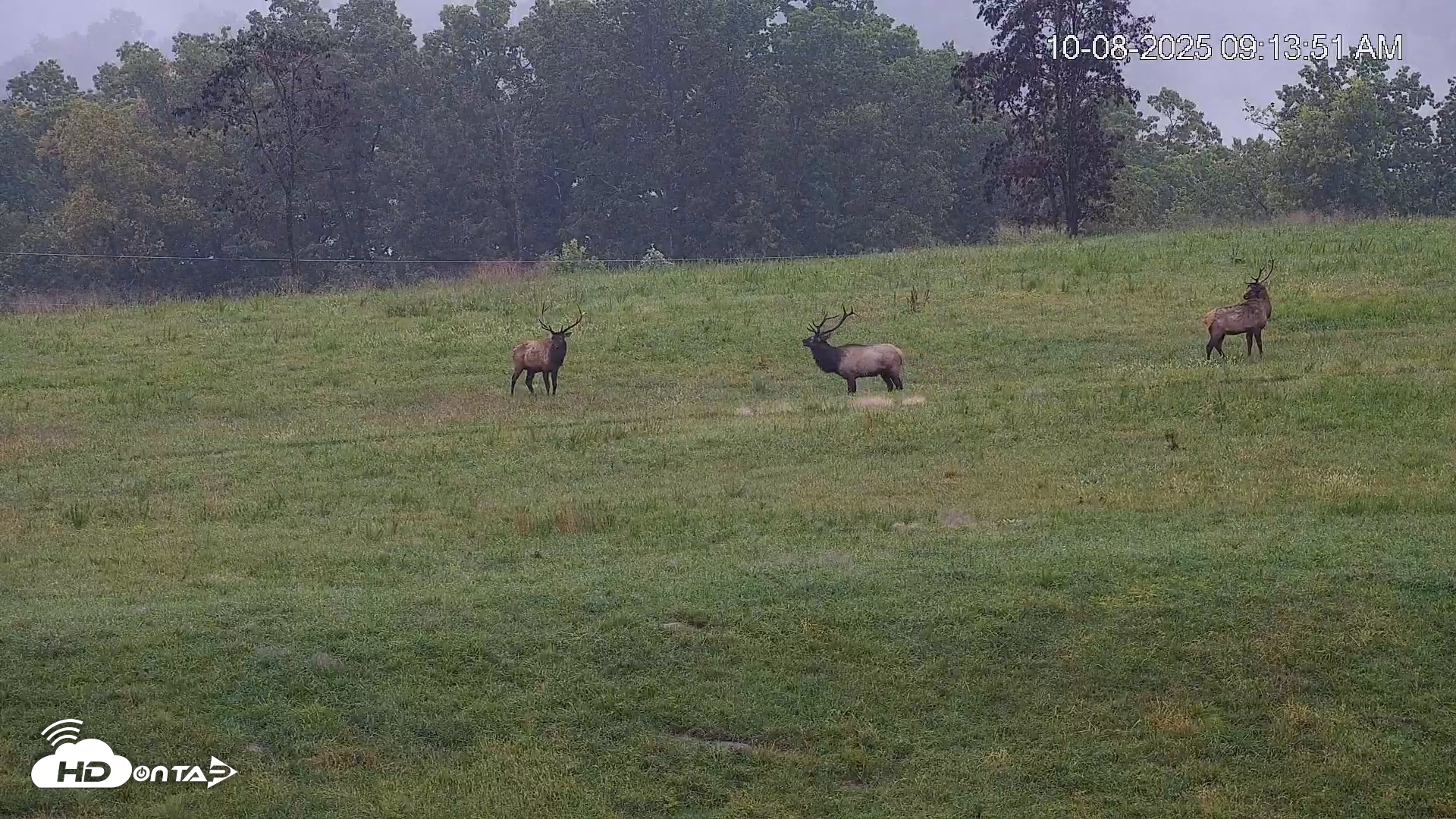 Snapshot of Virginia Elk Live Webcam taken Oct 8, 2025, 9:14am EDT