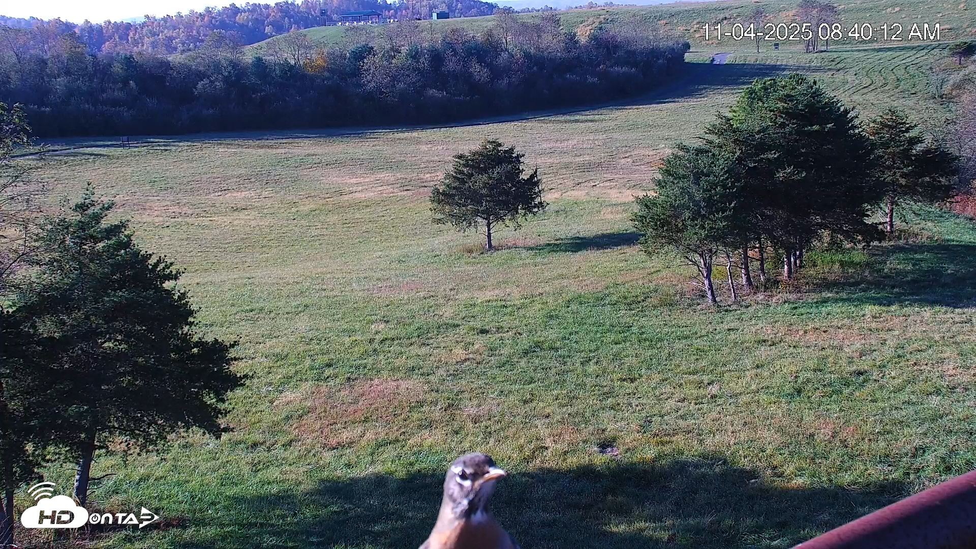 Snapshot of Virginia Elk Live Webcam taken Nov 4, 2025, 8:40am EST