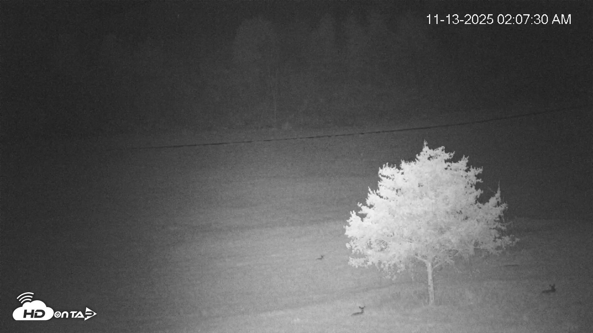 Snapshot of Virginia Elk Live Webcam taken Nov 13, 2025, 2:08am EST