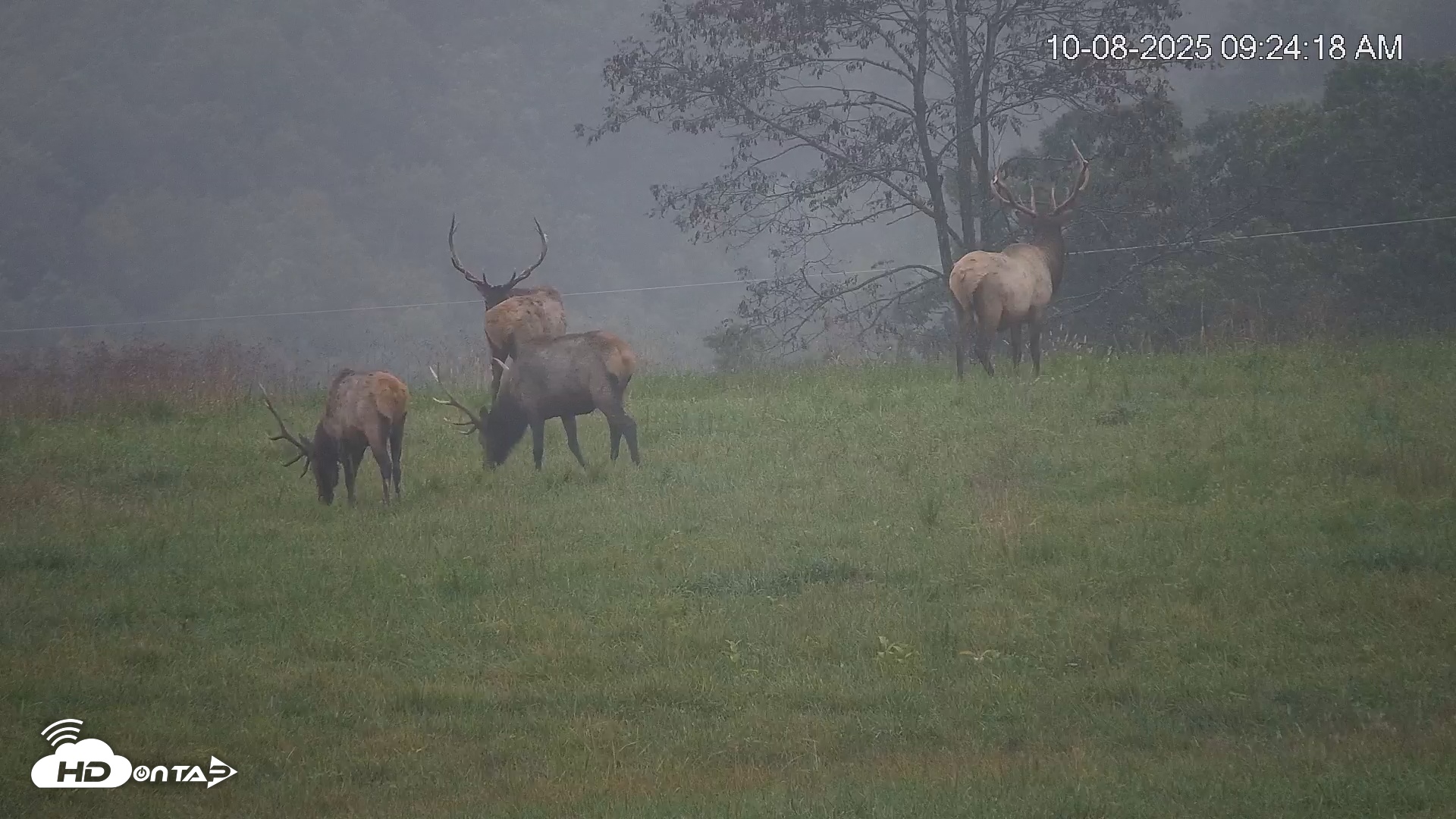 Snapshot of Virginia Elk Live Webcam taken Oct 8, 2025, 9:25am EDT