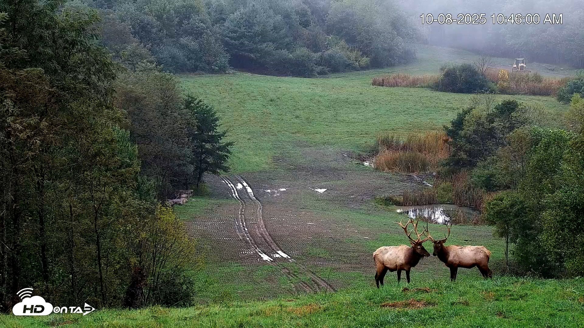Snapshot of Virginia Elk Live Webcam taken Oct 8, 2025, 10:48am EDT
