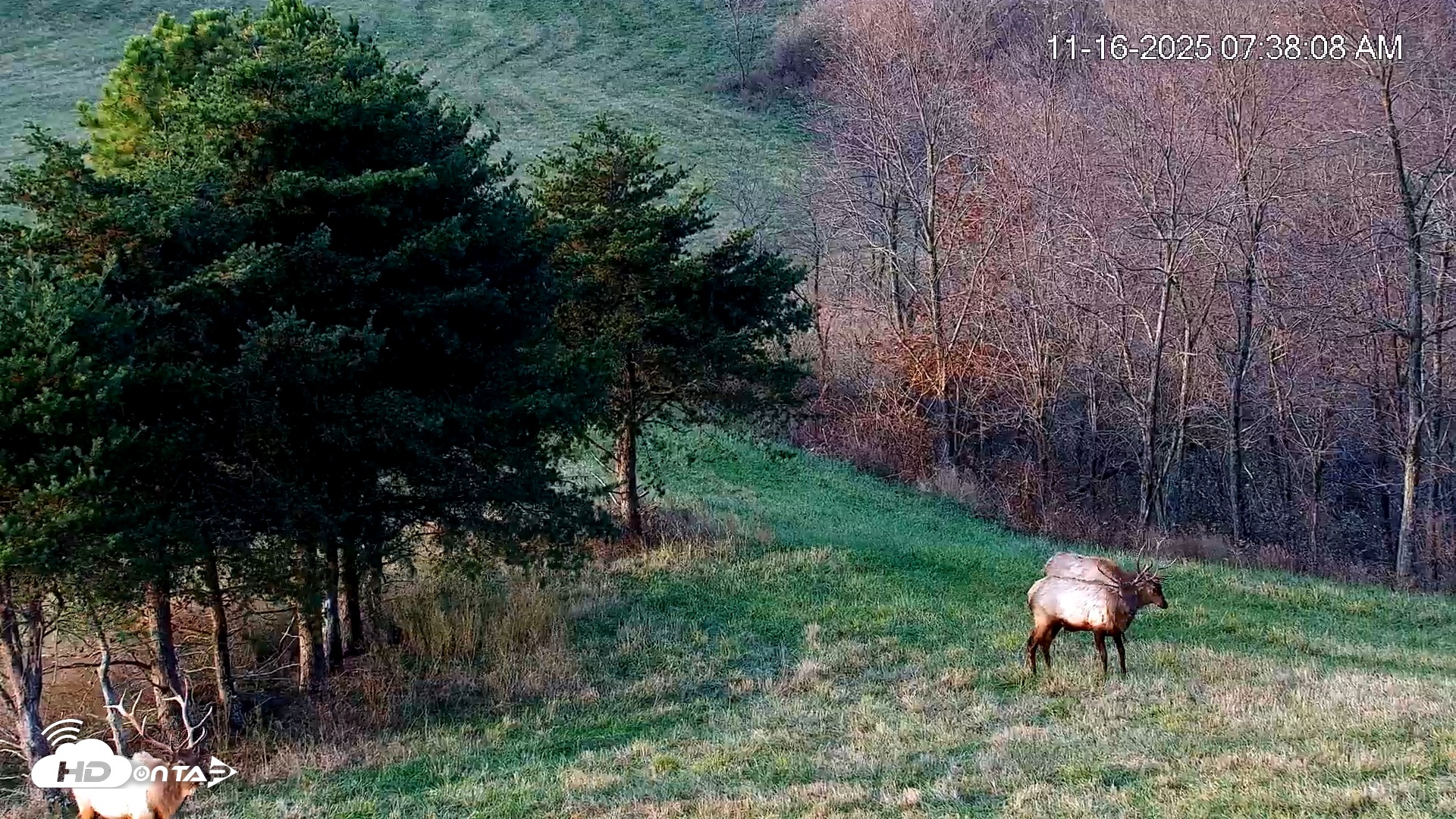 Snapshot of Virginia Elk Live Webcam taken Nov 16, 2025, 7:38am EST