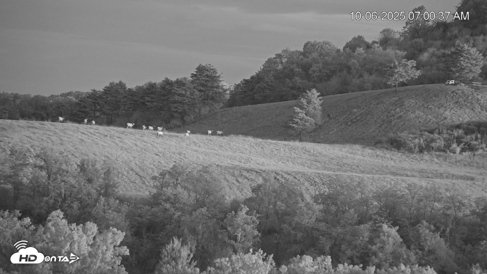 Snapshot of Virginia Elk Live Webcam taken Oct 6, 2025, 7:01am EDT