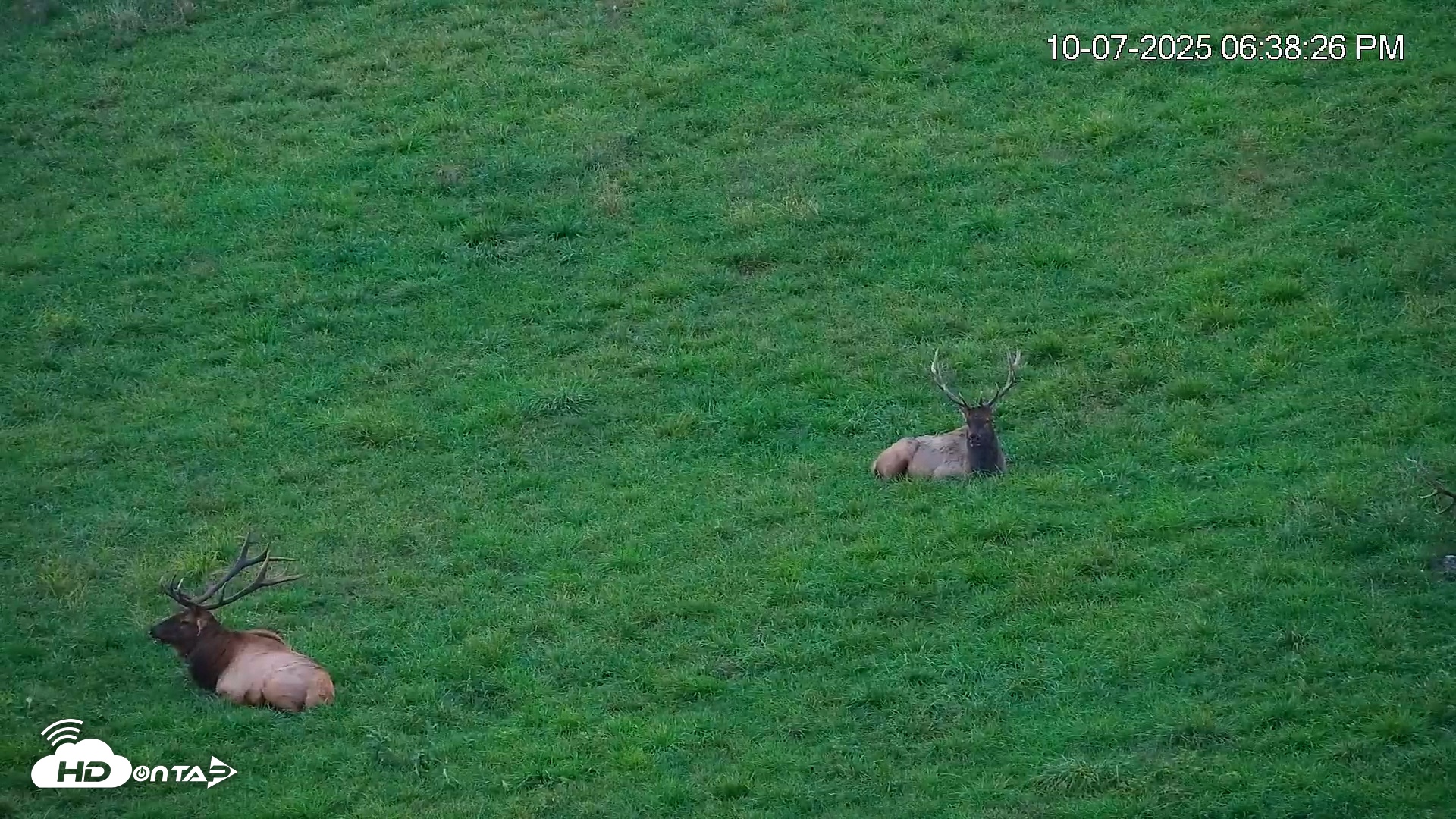Snapshot of Virginia Elk Live Webcam taken Oct 7, 2025, 6:39pm EDT