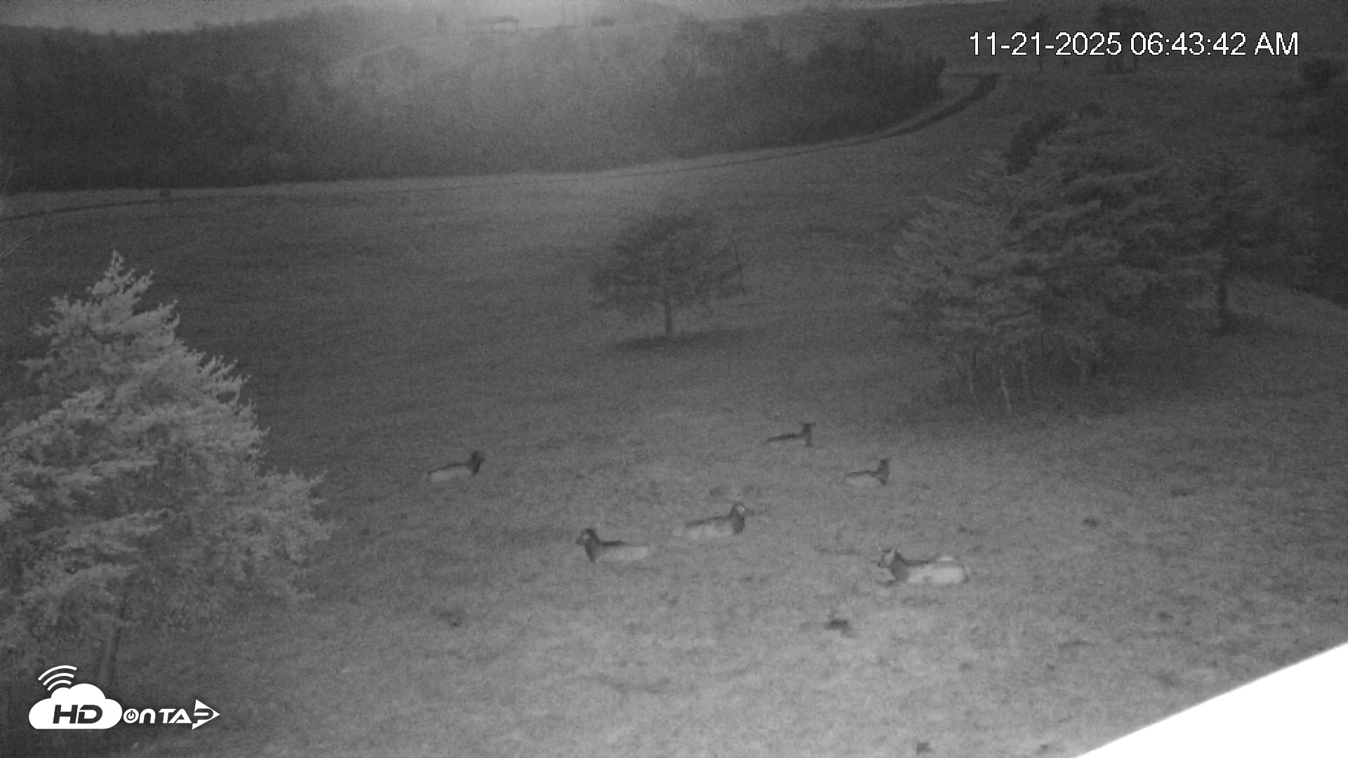 Snapshot of Virginia Elk Live Webcam taken Nov 21, 2025, 6:44am EST