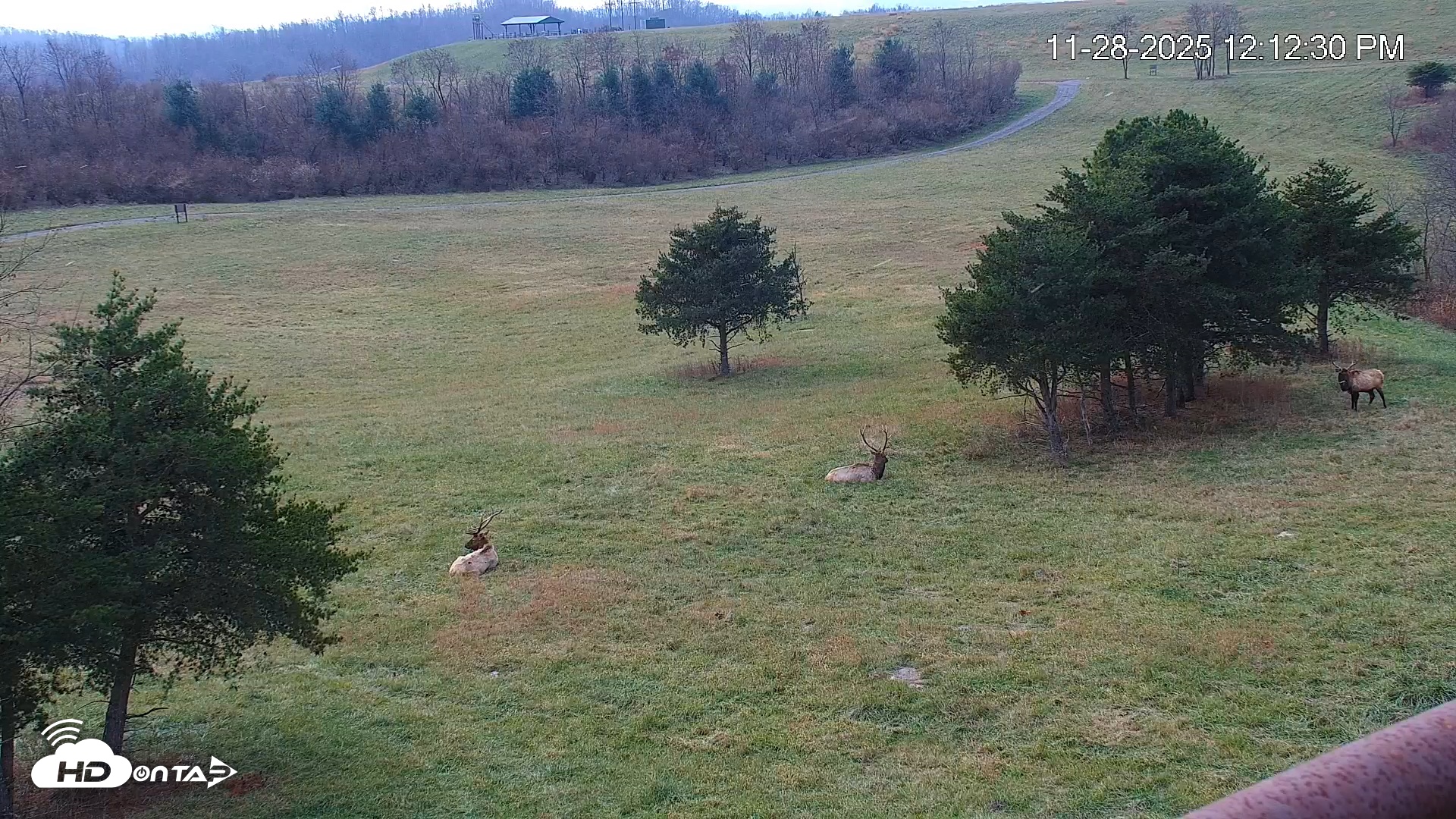 Snapshot of Virginia Elk Live Webcam taken Nov 28, 2025, 12:13pm EST
