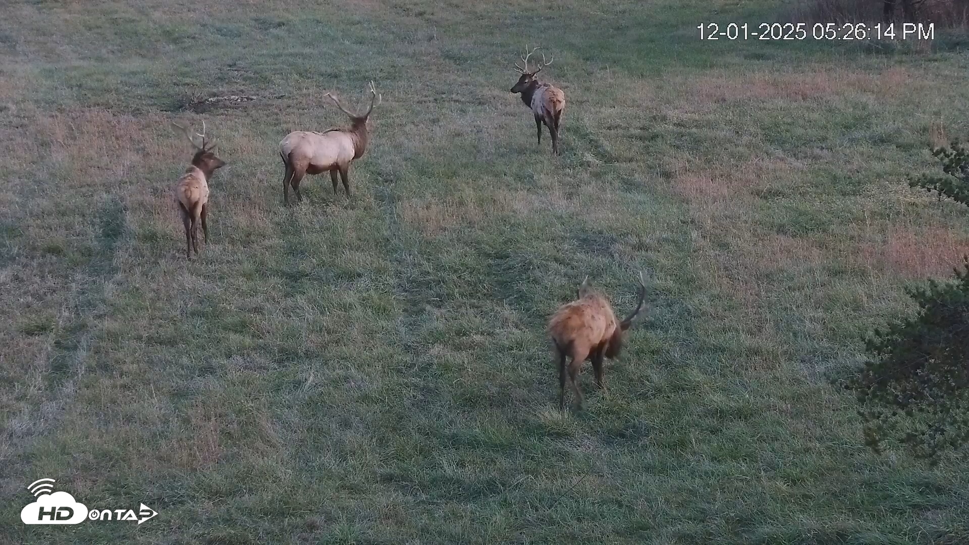 Snapshot of Virginia Elk Live Webcam taken Dec 1, 2025, 5:26pm EST