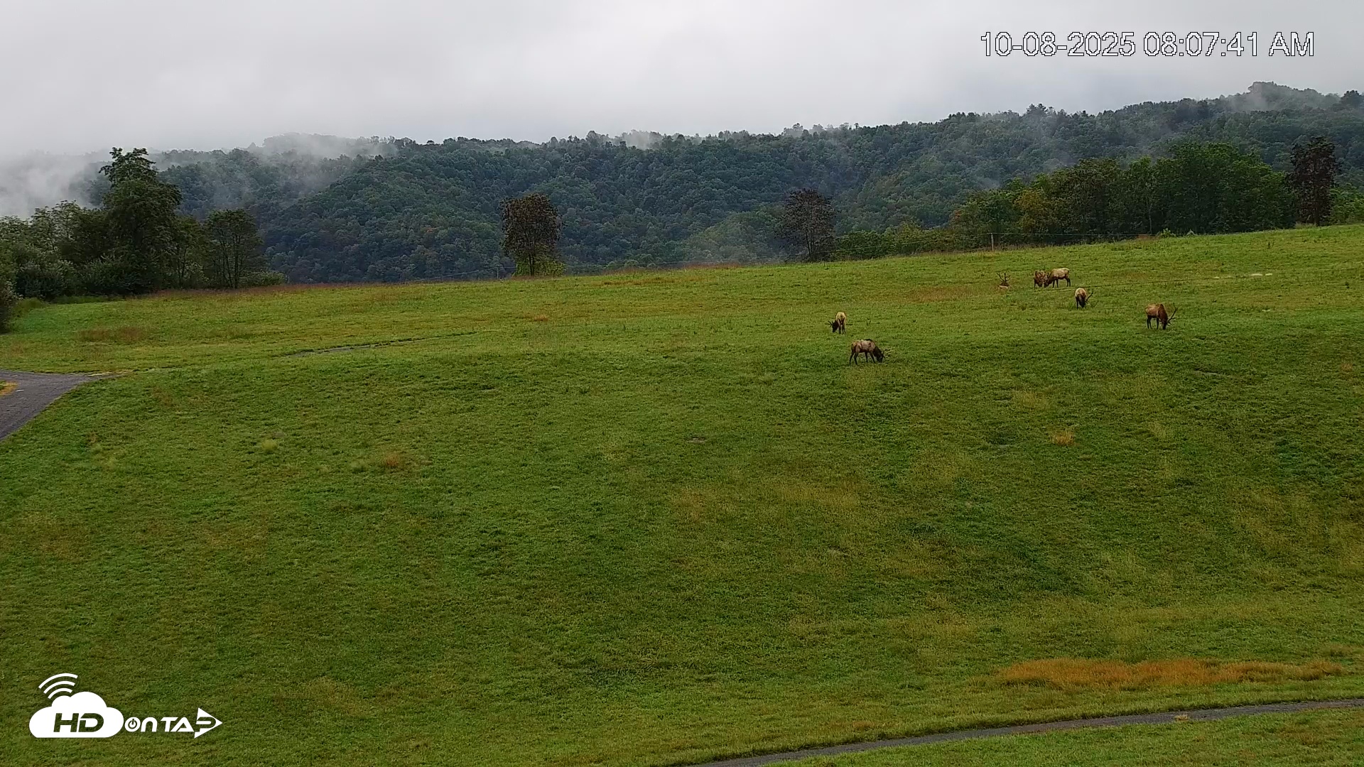 Snapshot of Virginia Elk Live Webcam taken Oct 8, 2025, 8:08am EDT